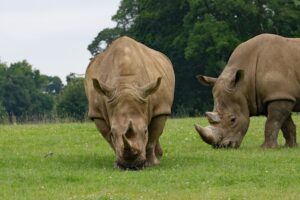 rhino couple food grass 4k 1542242439