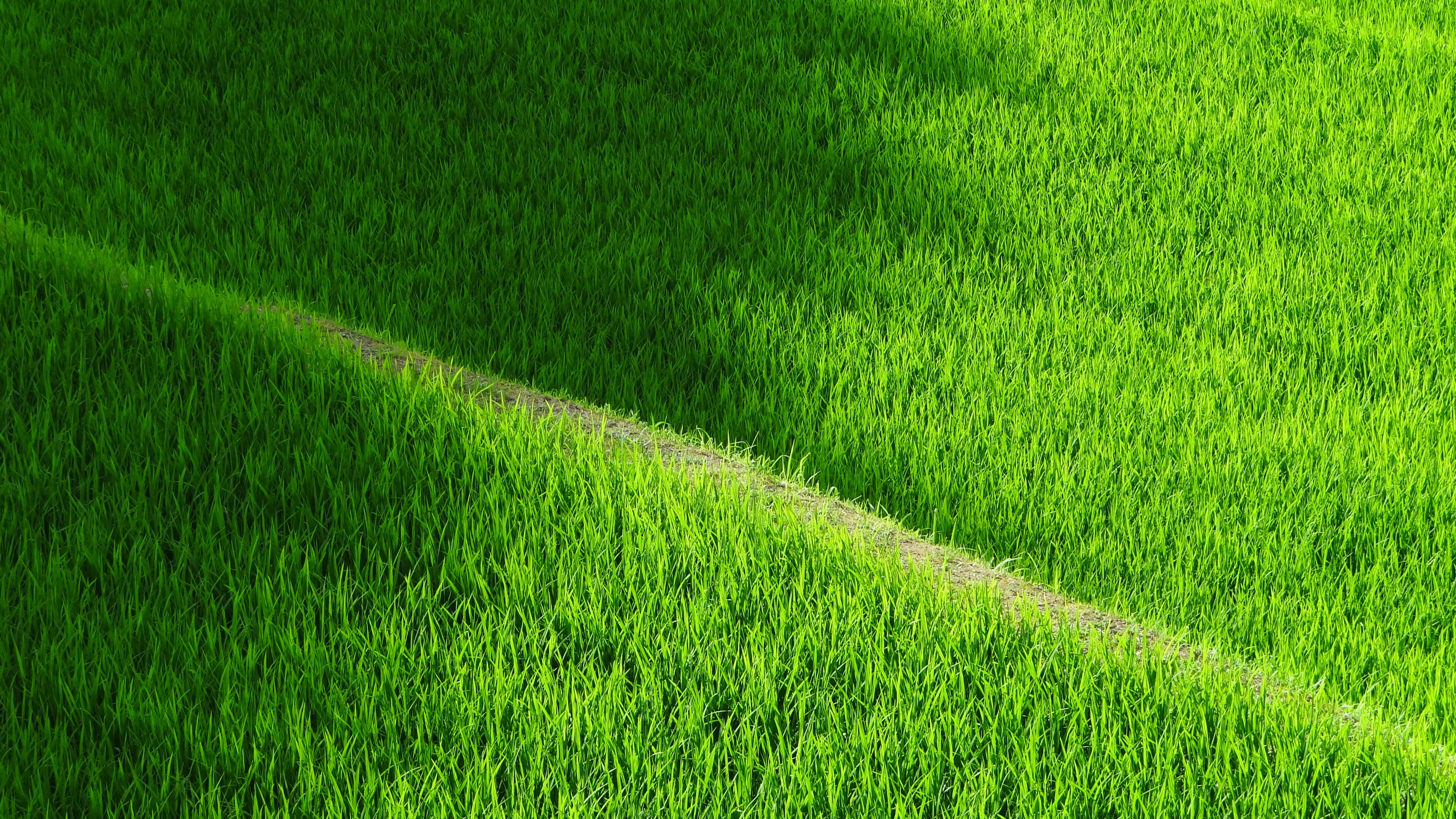 rice field yamada grass pathway 4k 1541114386