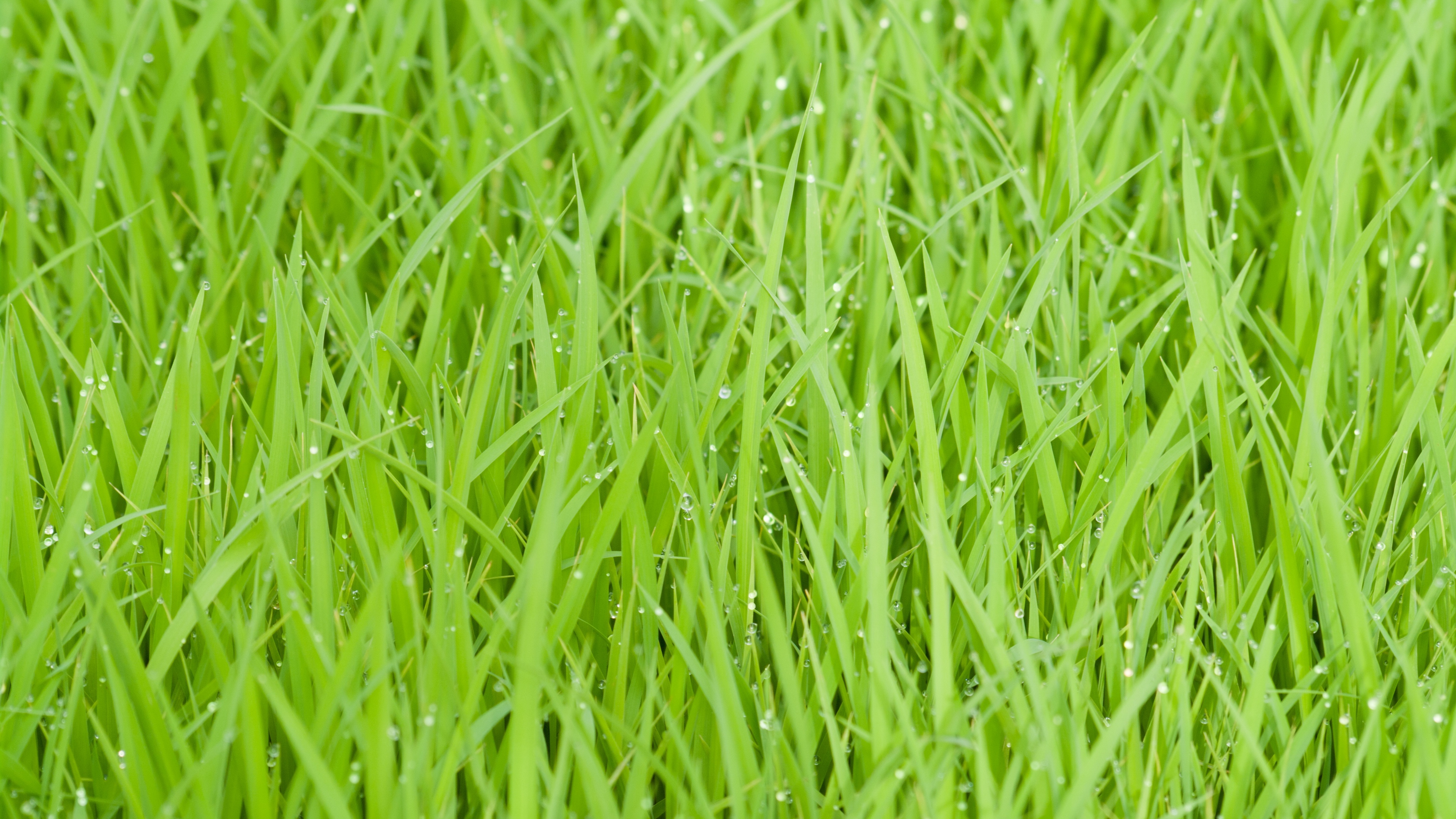 rice fields green grass drops 4k 1541114383