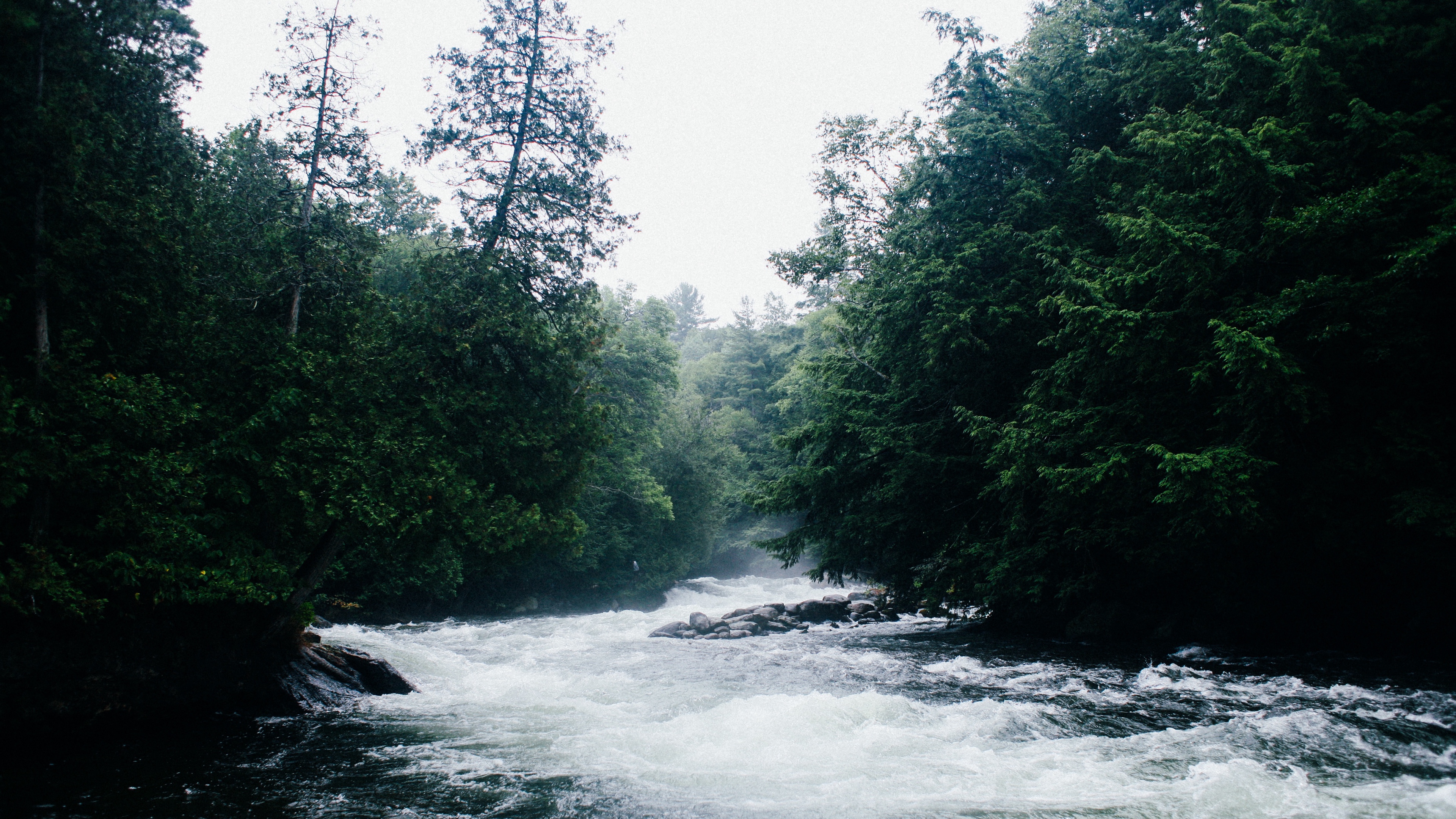 river current trees 4k 1541116465