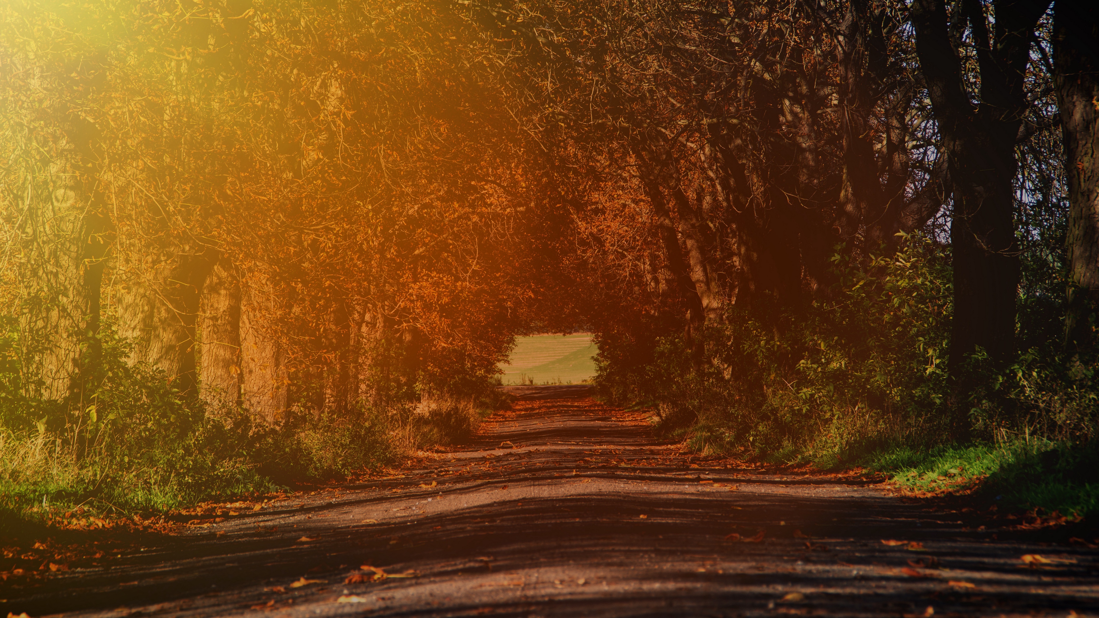 road branches autumn sunlight trees 4k 1541113715