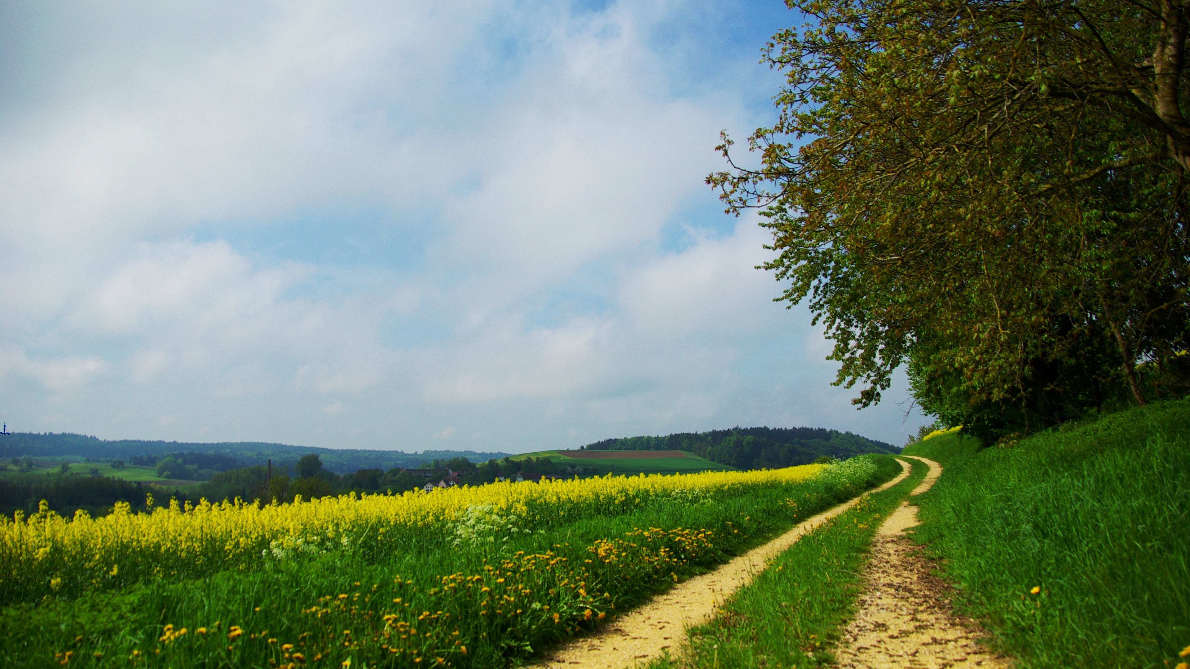 road country summer flowers yellow day glade 4k 1541116120