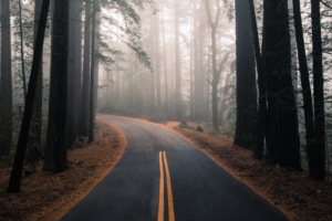 road fog autumn marking forest turn trees 4k 1541117194