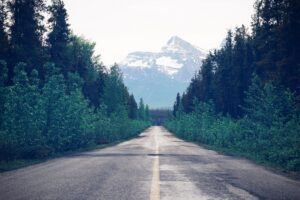 road trees forest marking 4k 1541114588