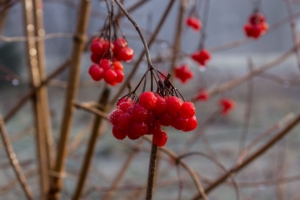 rowan berry branch 4k 1541114517