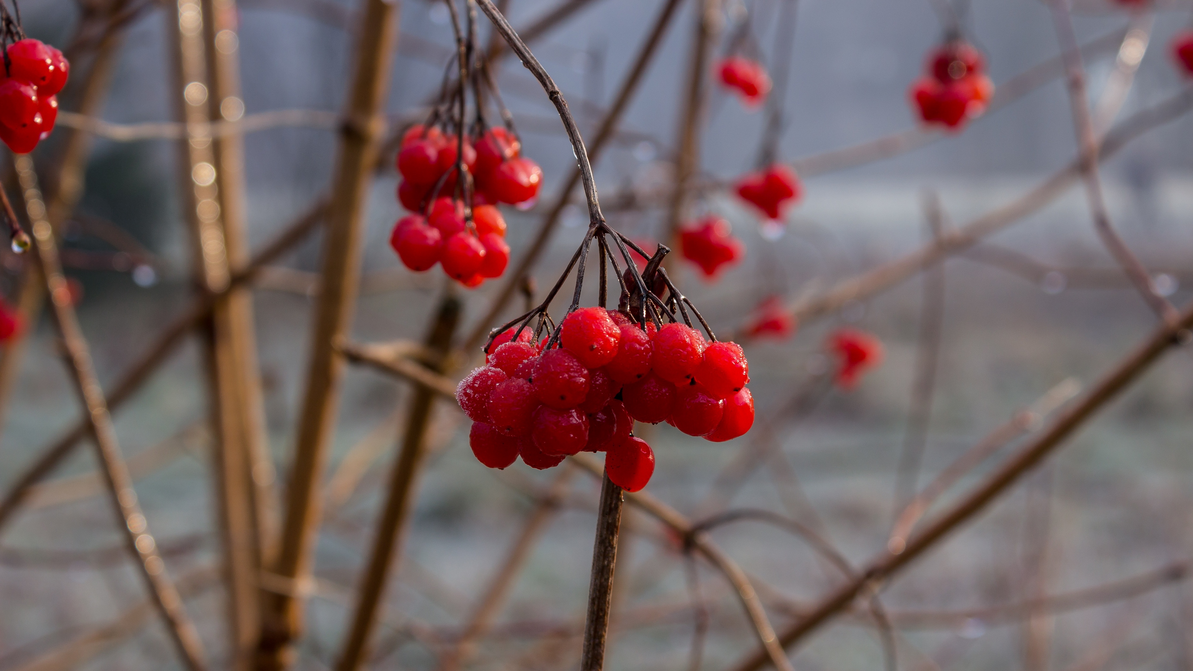 rowan berry branch 4k 1541114517