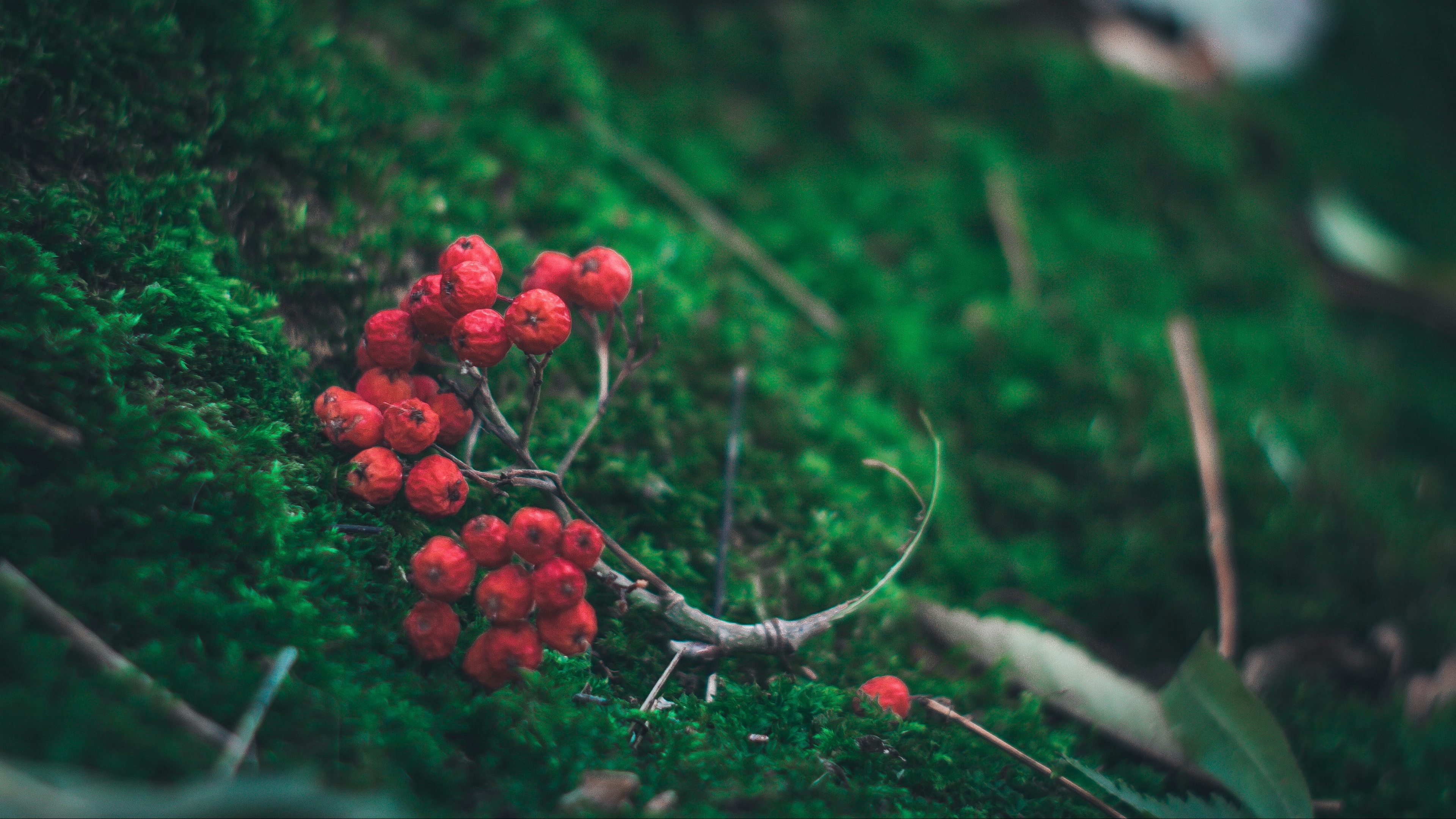 rowan branch berries 4k 1541114376