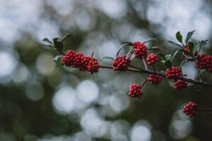 rowanberry berries branch bokeh blur 4k 1541113507