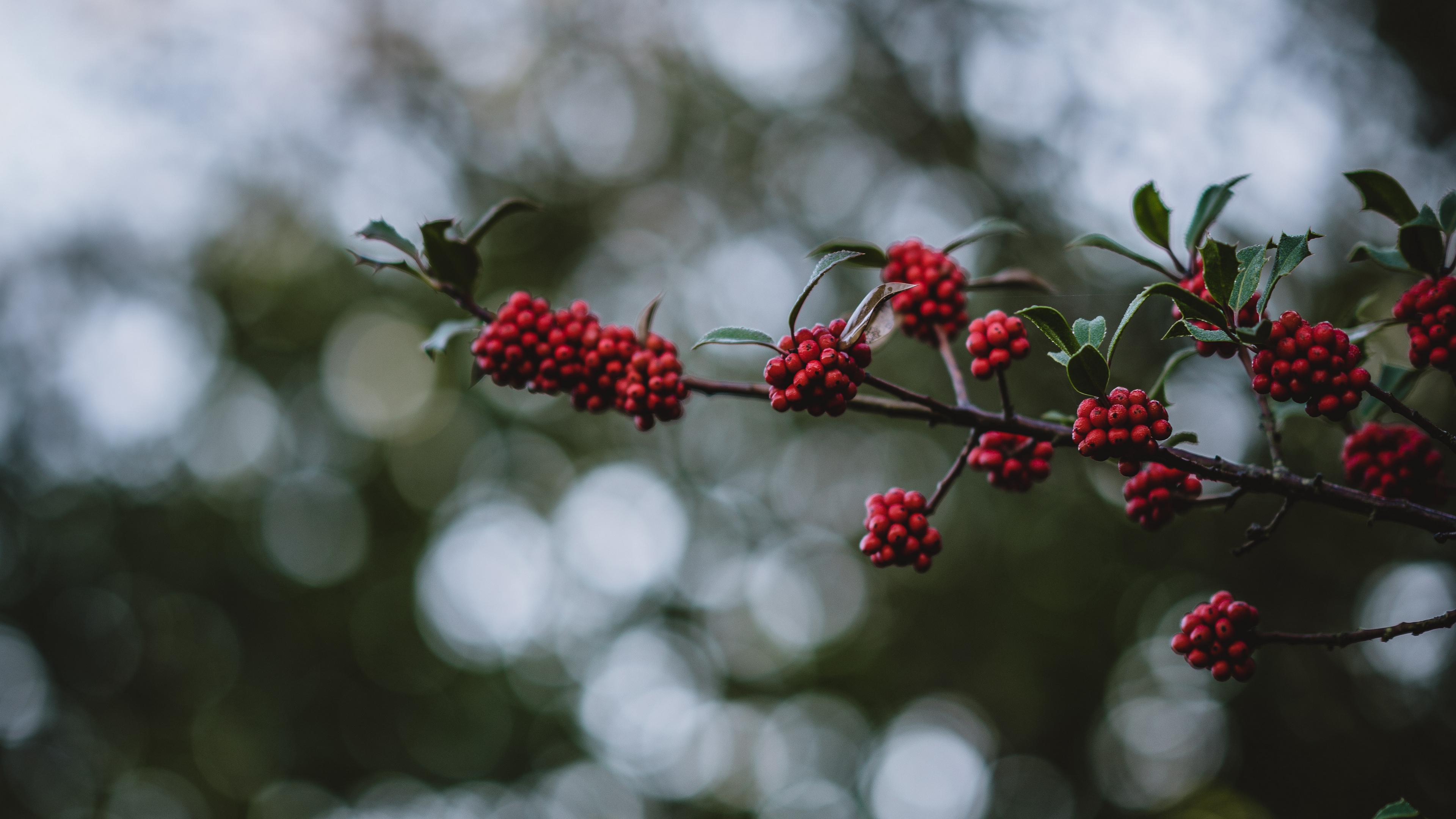 rowanberry berries branch bokeh blur 4k 1541113507