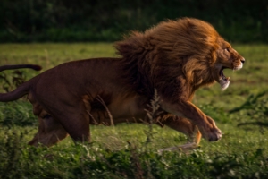 running lion 4k 1542239656