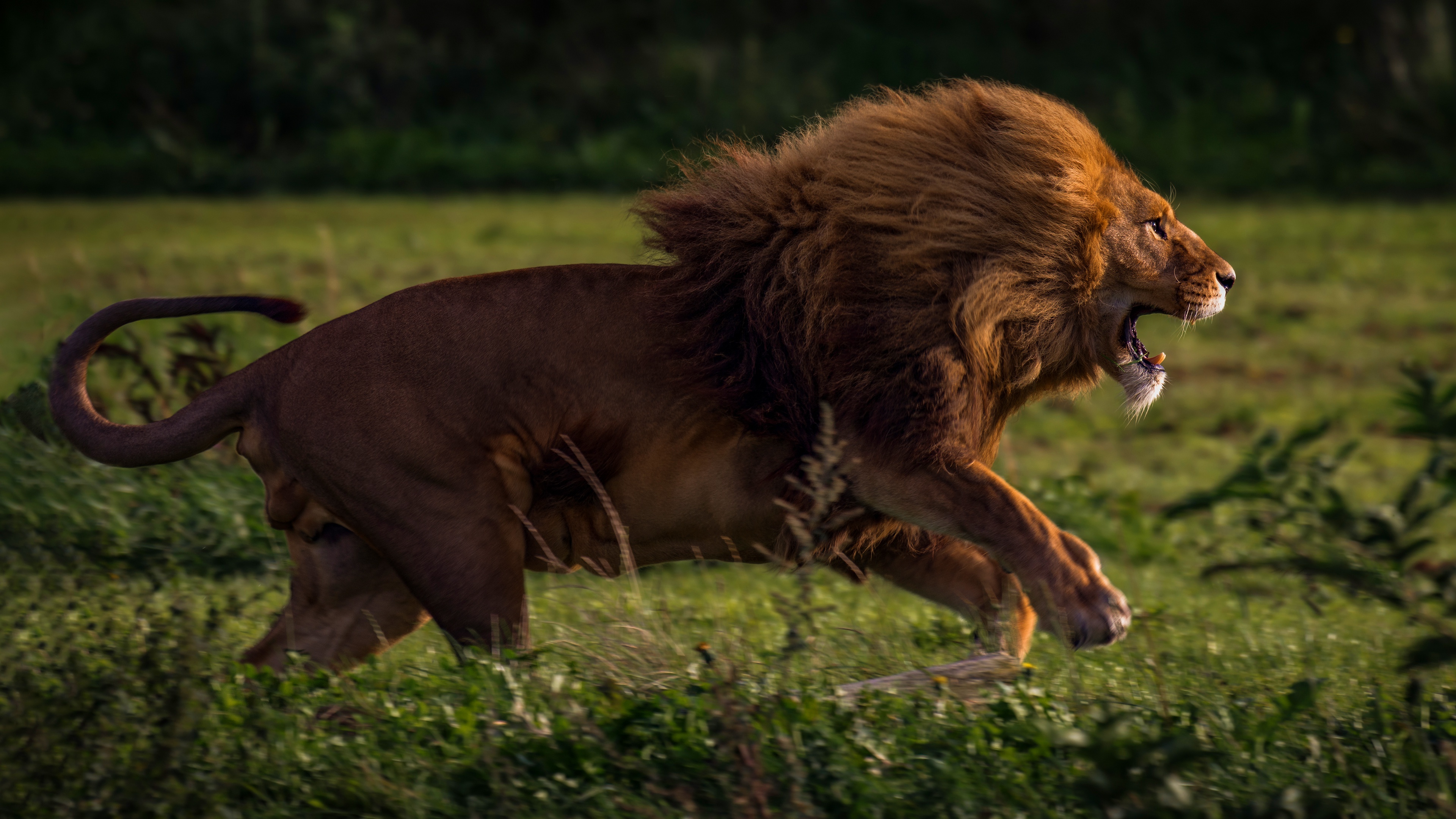 running lion 4k 1542239656