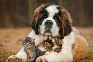 saint bernad playing with kittens 4k 1542237742