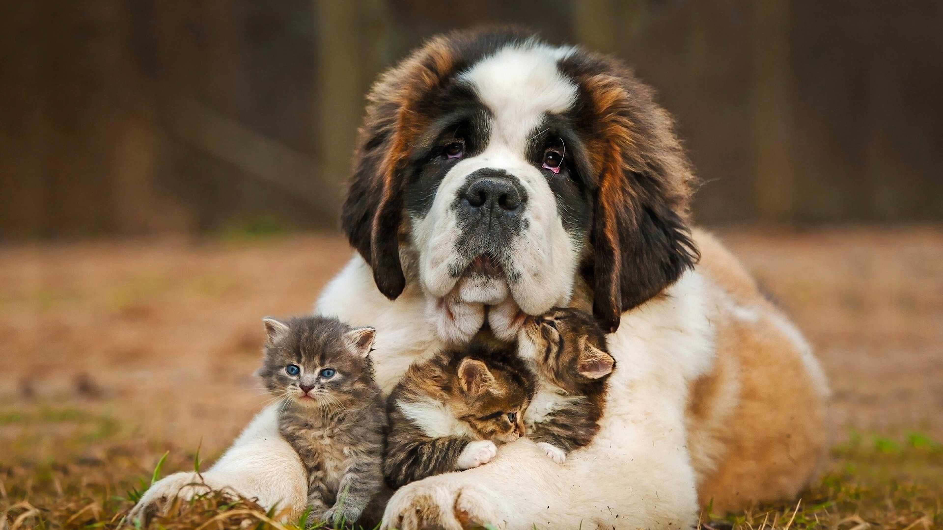 saint bernad playing with kittens 4k 1542237742