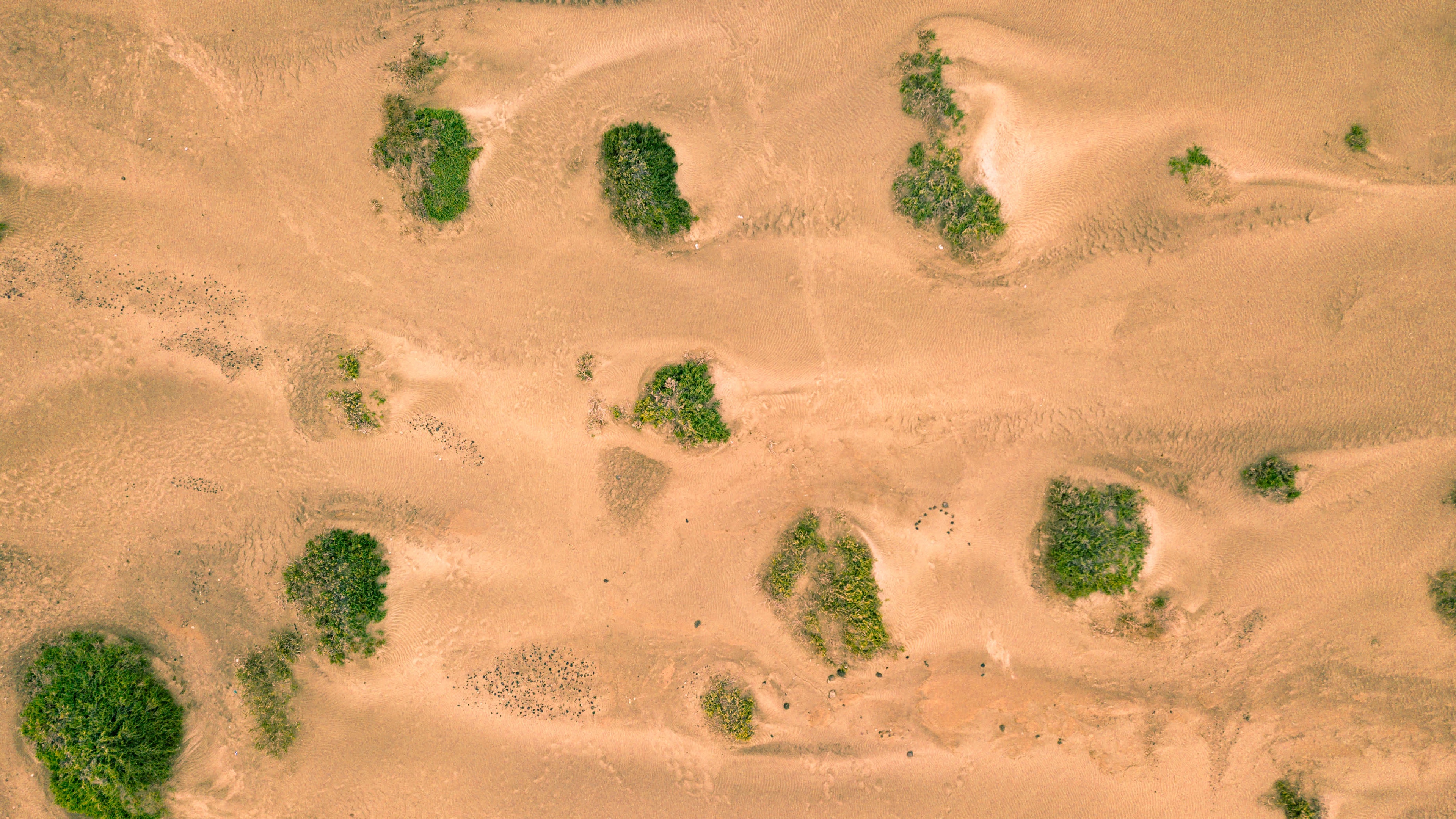 sand desert dunes vegetation 4k 1541115461