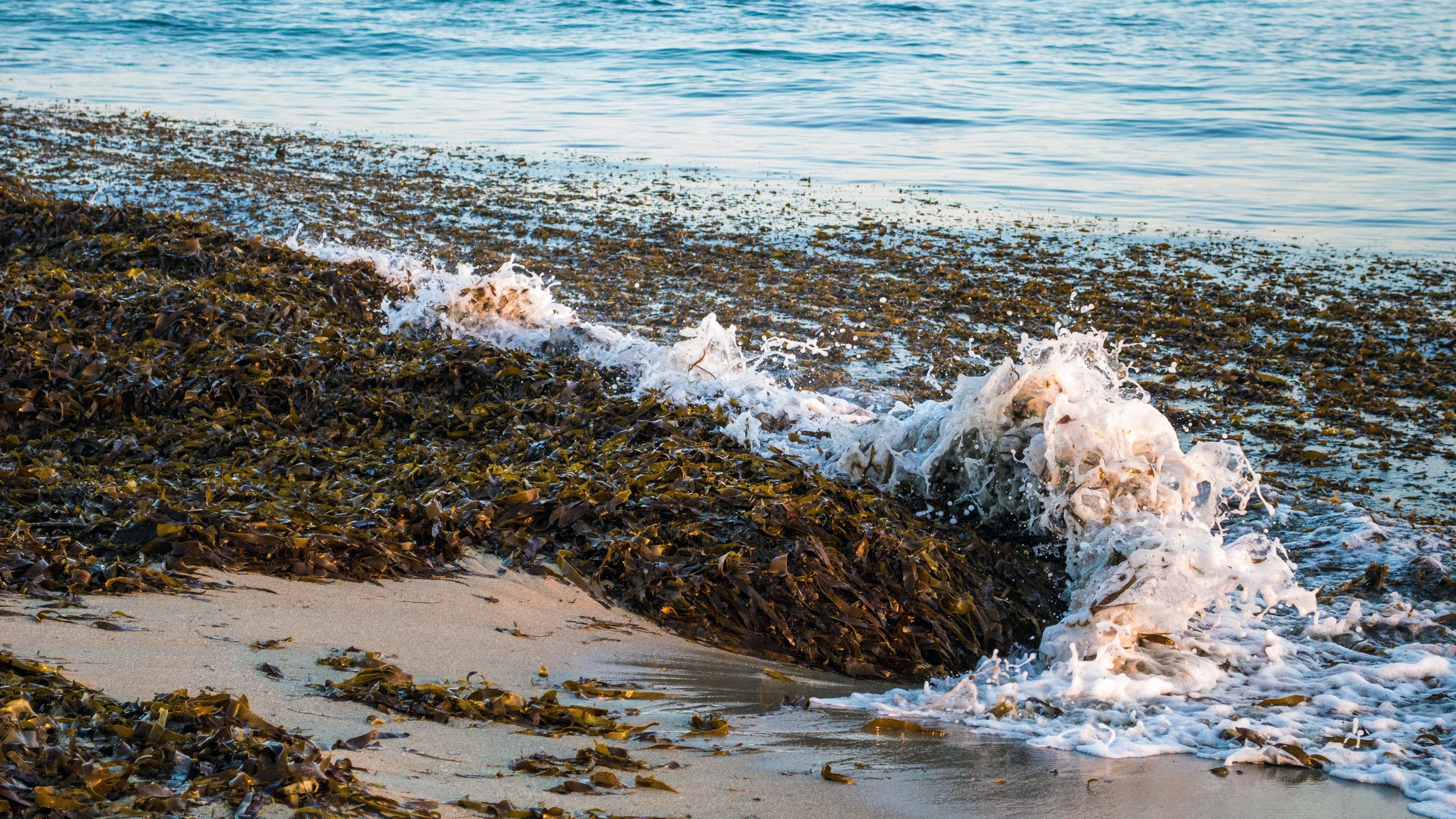 sea foam seaweed landscape 4k 1541117729