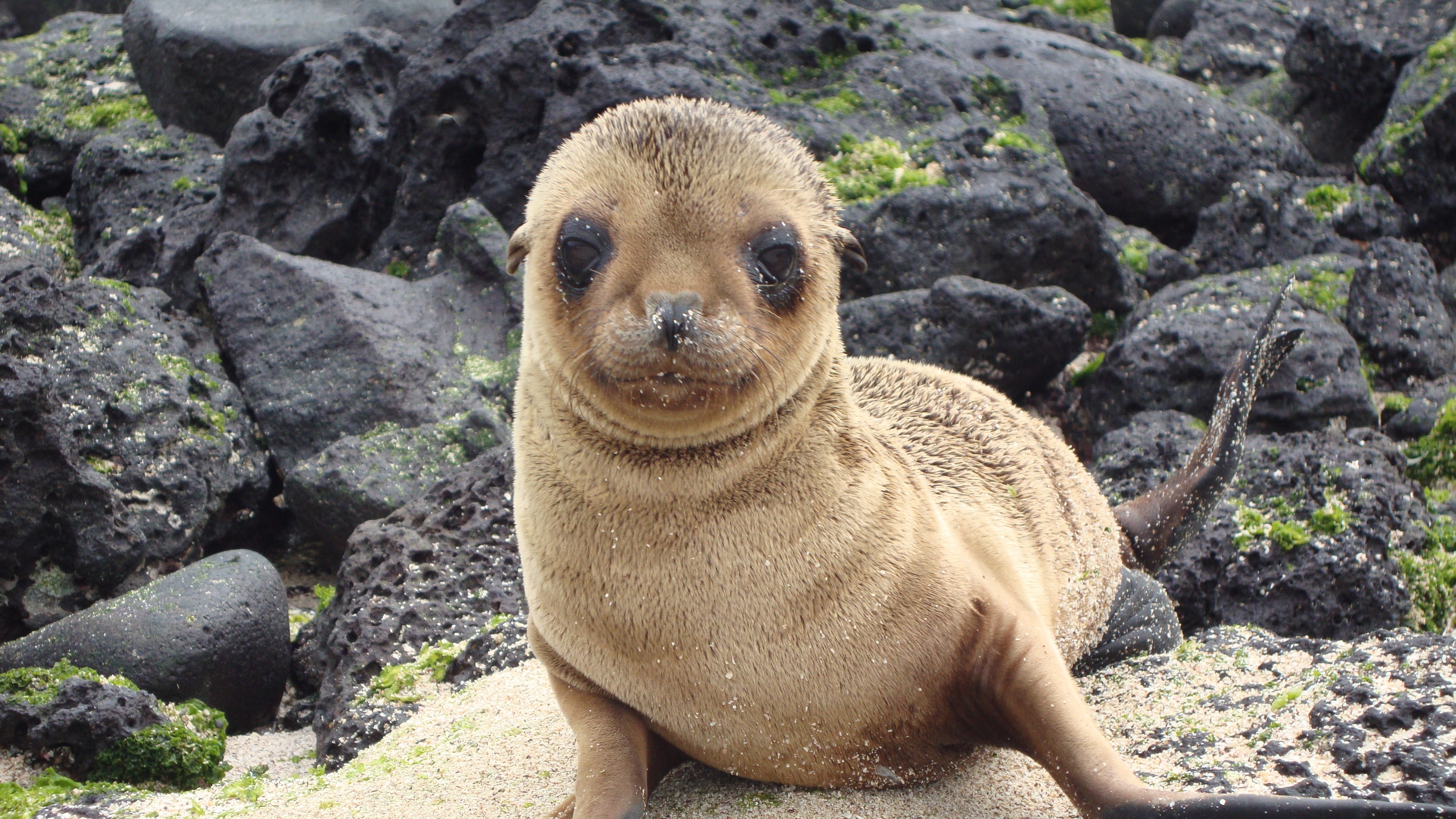 sea lion galapagos islands look 4k 1542241838