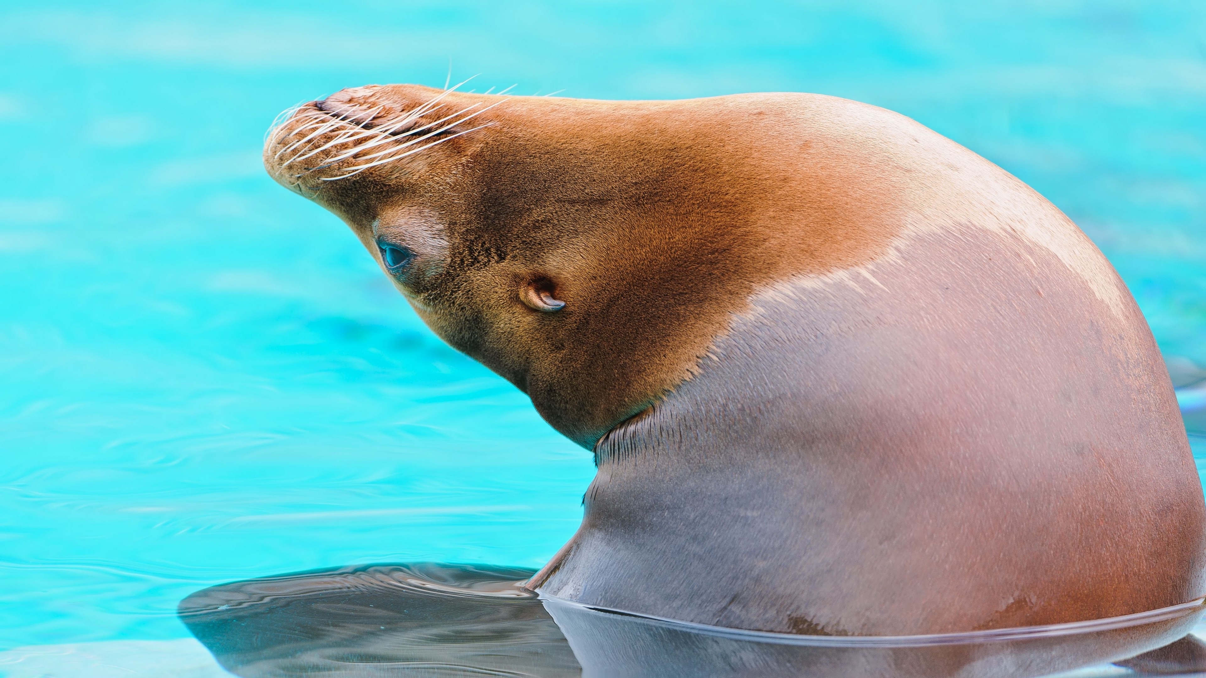 sea lion water playful 4k 1542242301