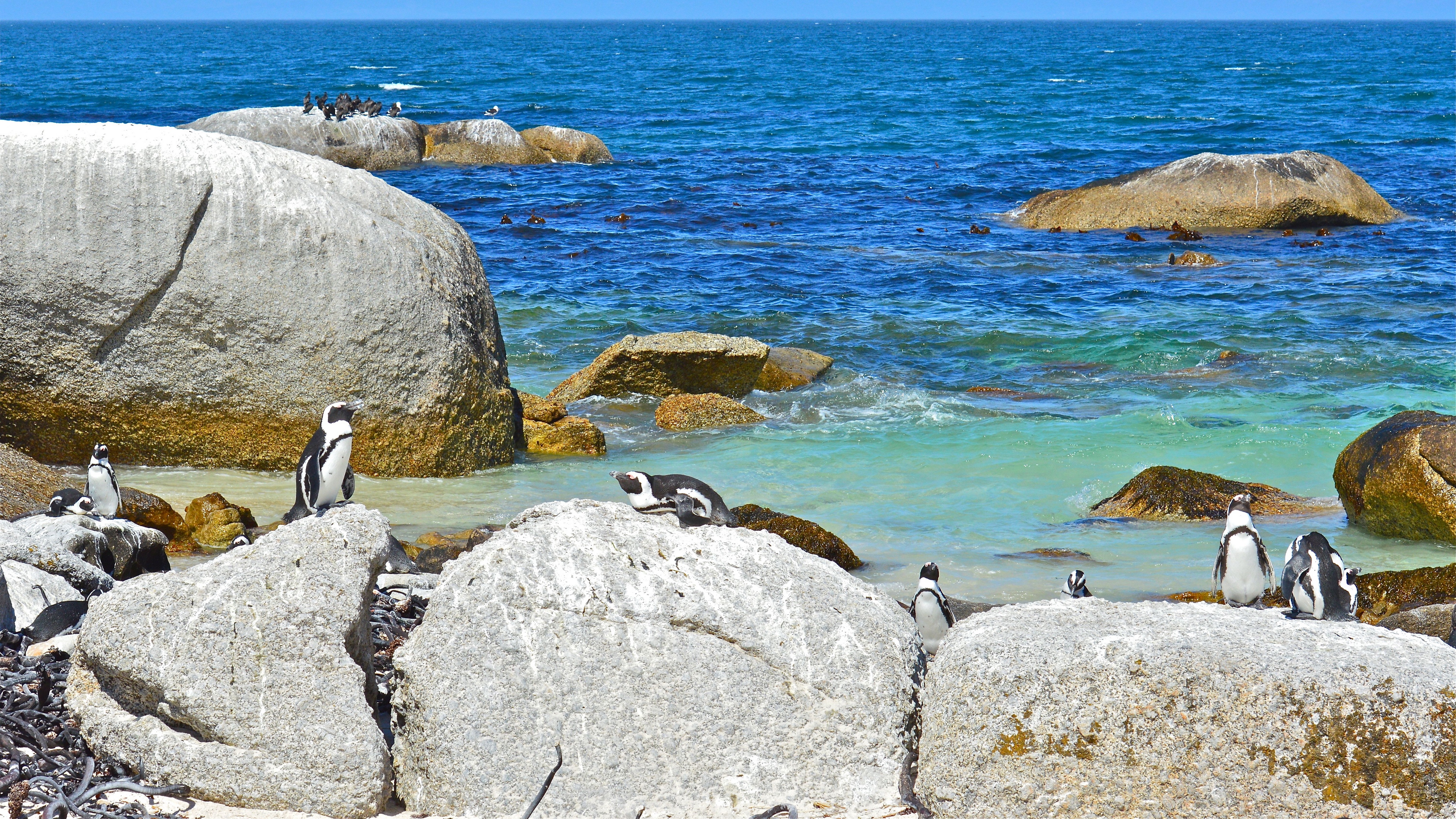 sea rocks penguins landscape 4k 1542242703