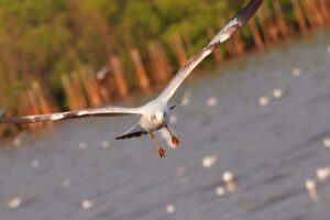 seagull bird sea flying flapping 4k 1542242976