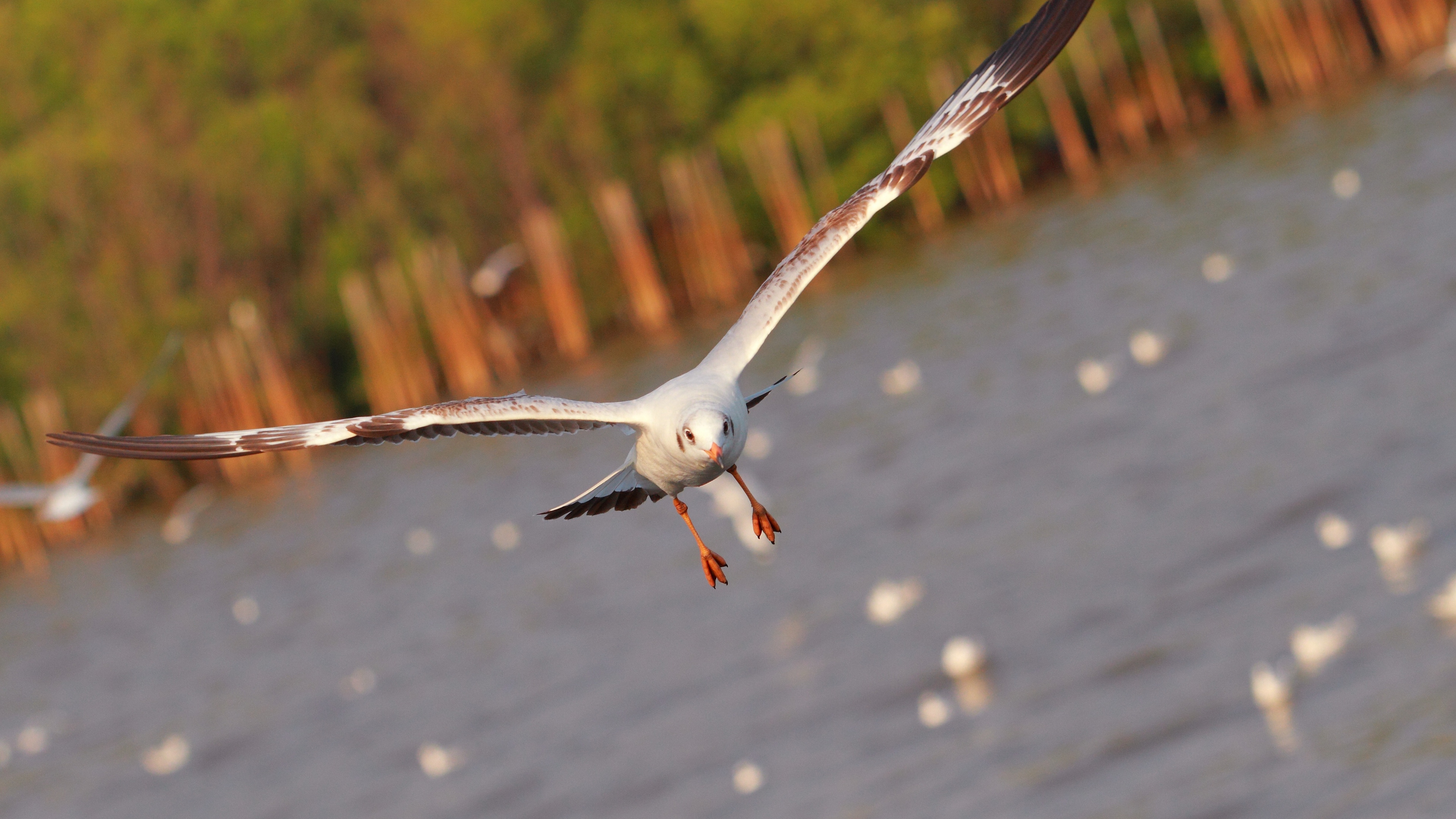 seagull bird sea flying flapping 4k 1542242976