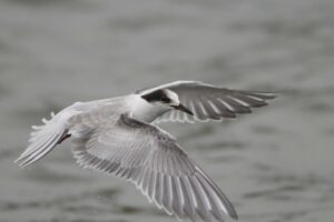 seagull flying flap wings 4k 1542242130