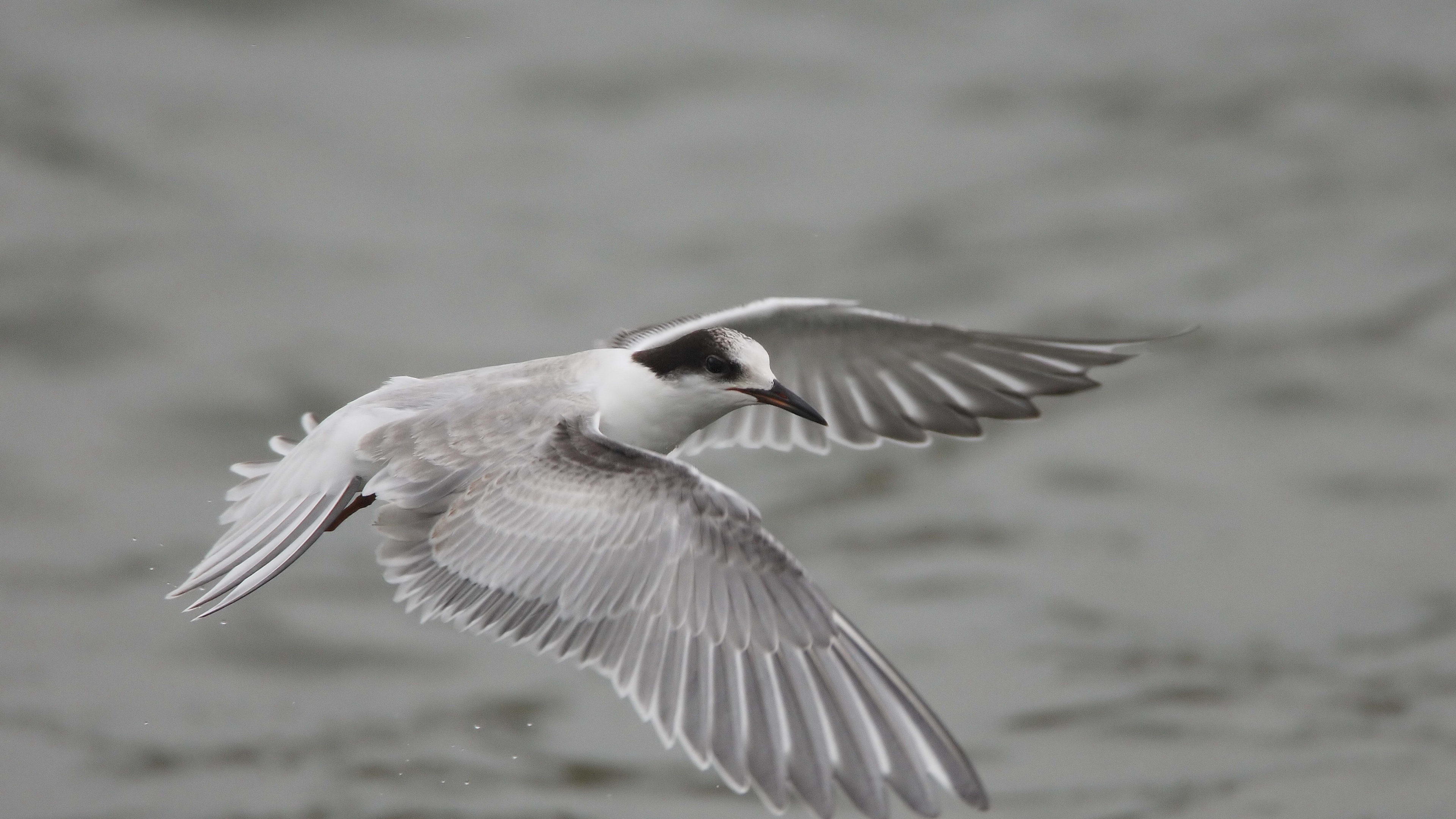 seagull flying flap wings 4k 1542242130