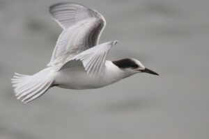 seagull flying sea 4k 1542242657