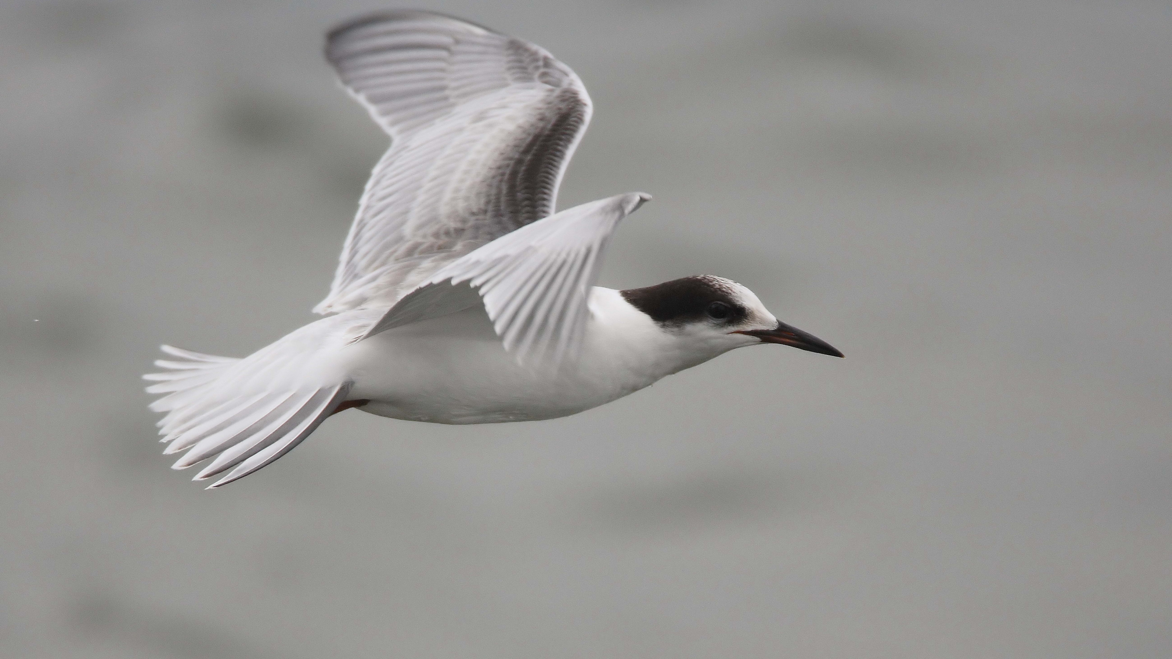 seagull flying sea 4k 1542242657