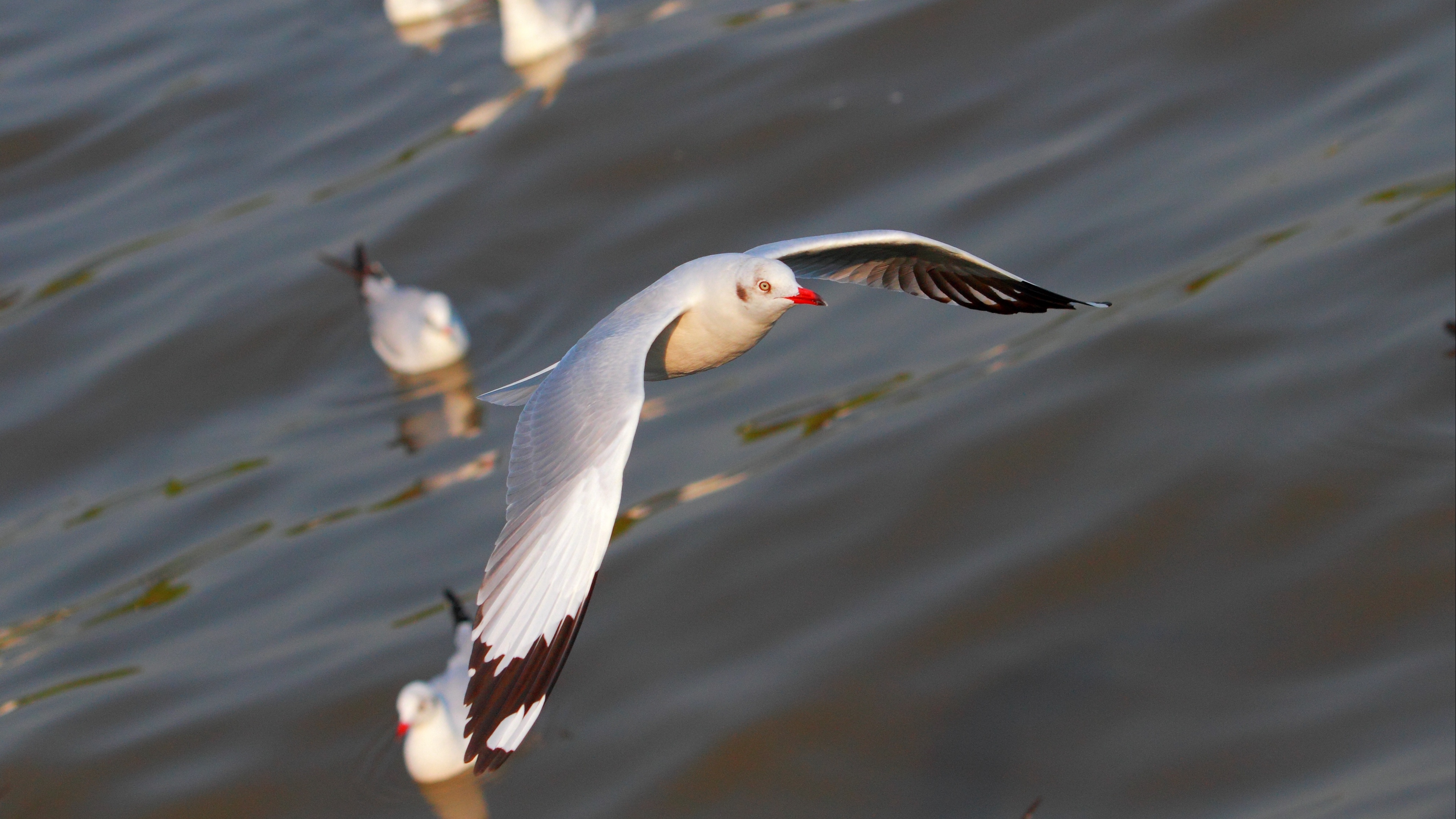 seagulls birds flying flapping 4k 1542242992