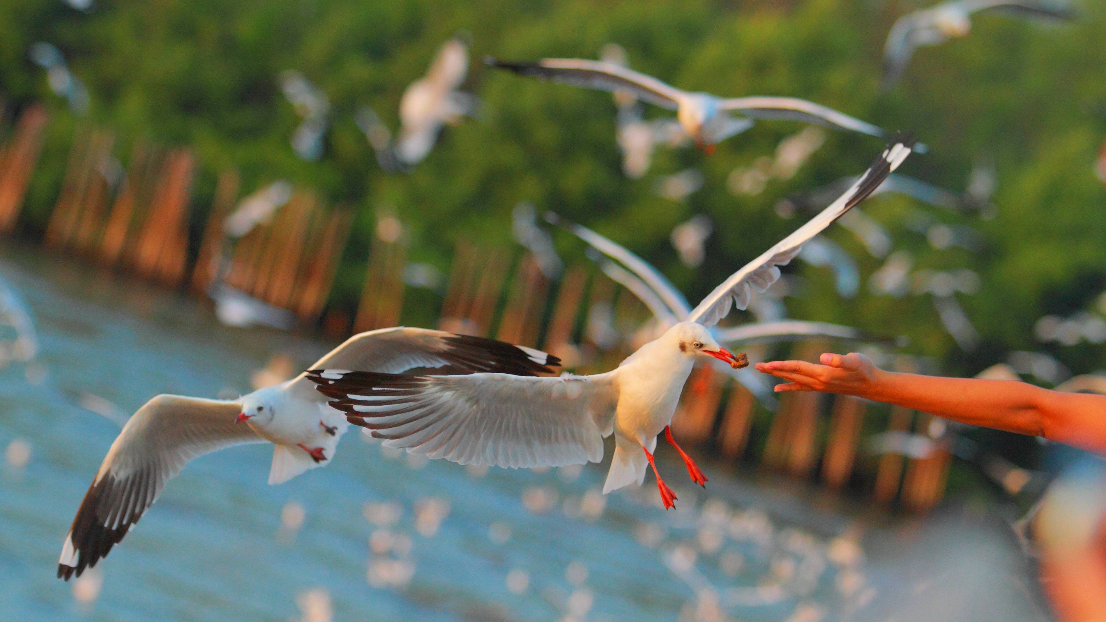 seagulls birds sea hand 4k 1542241890