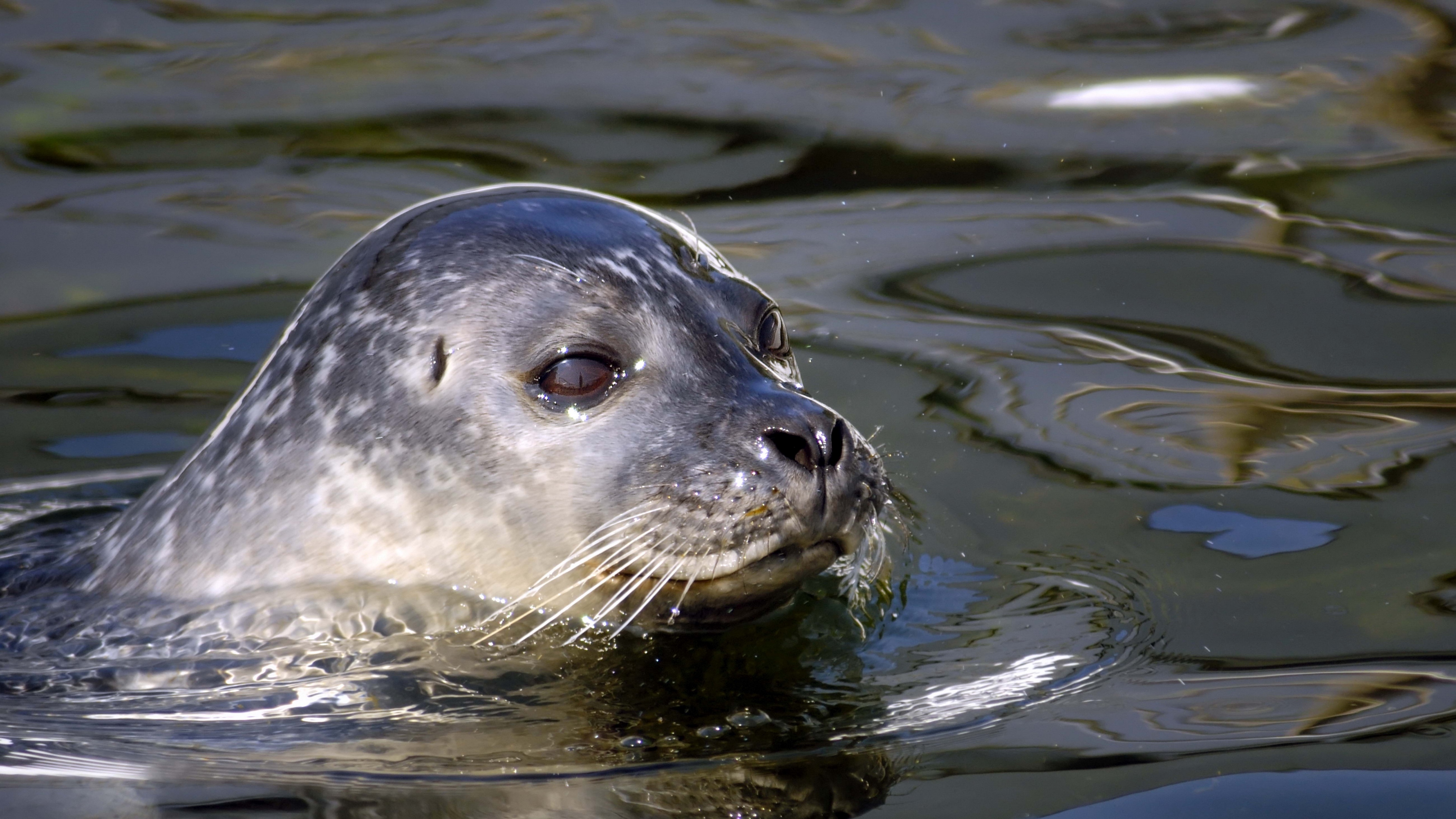 seal water swim 4k 1542241635