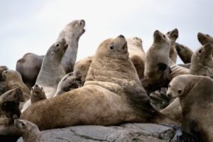 seals pack rock 4k 1542241812