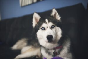 siberan husky 2 1542237647