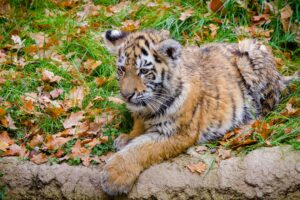 siberian tiger cub predator autumn foliage 4k 1542242149