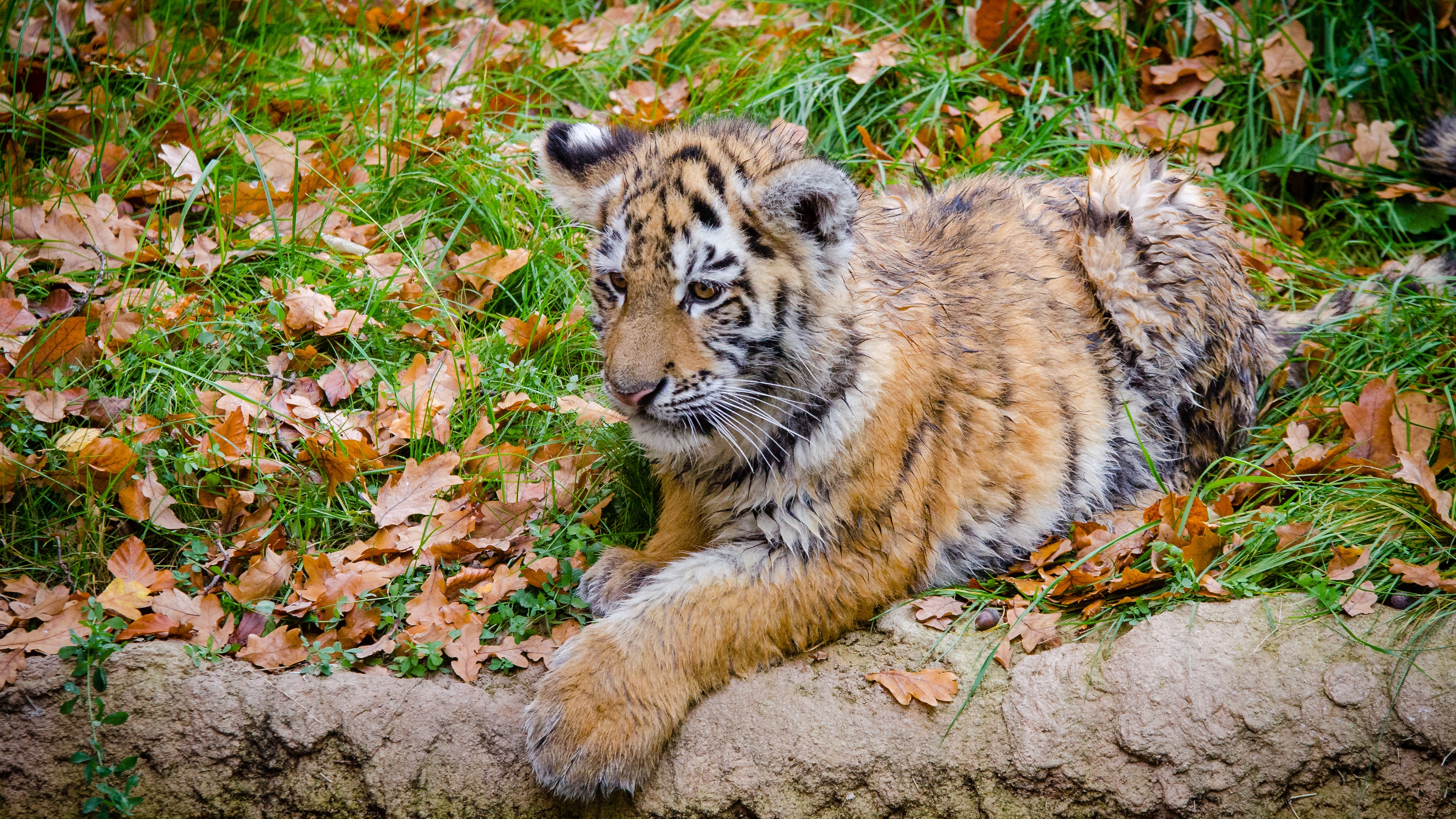 siberian tiger cub predator autumn foliage 4k 1542242149