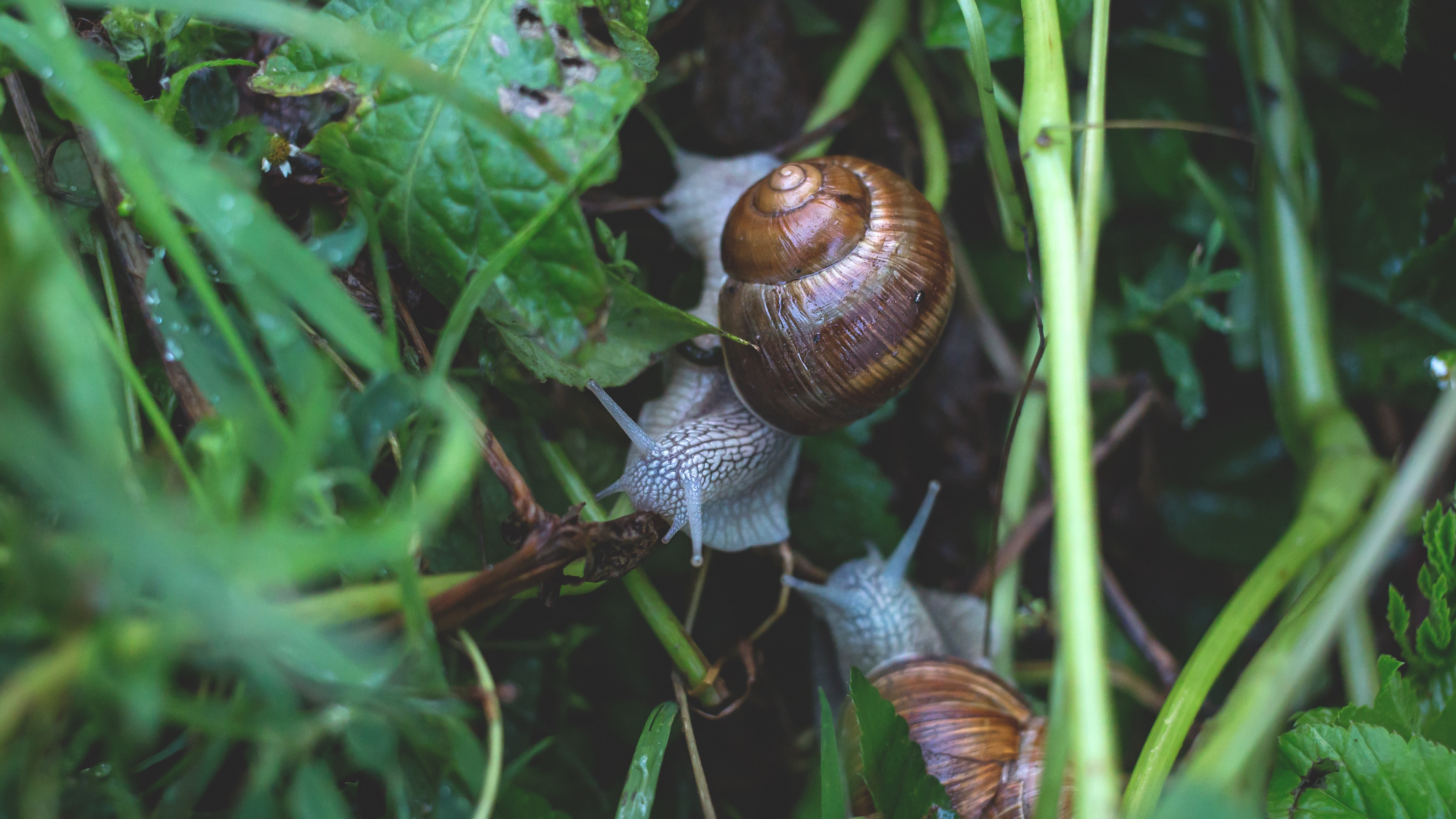 snail grass crawl 4k 1542243006