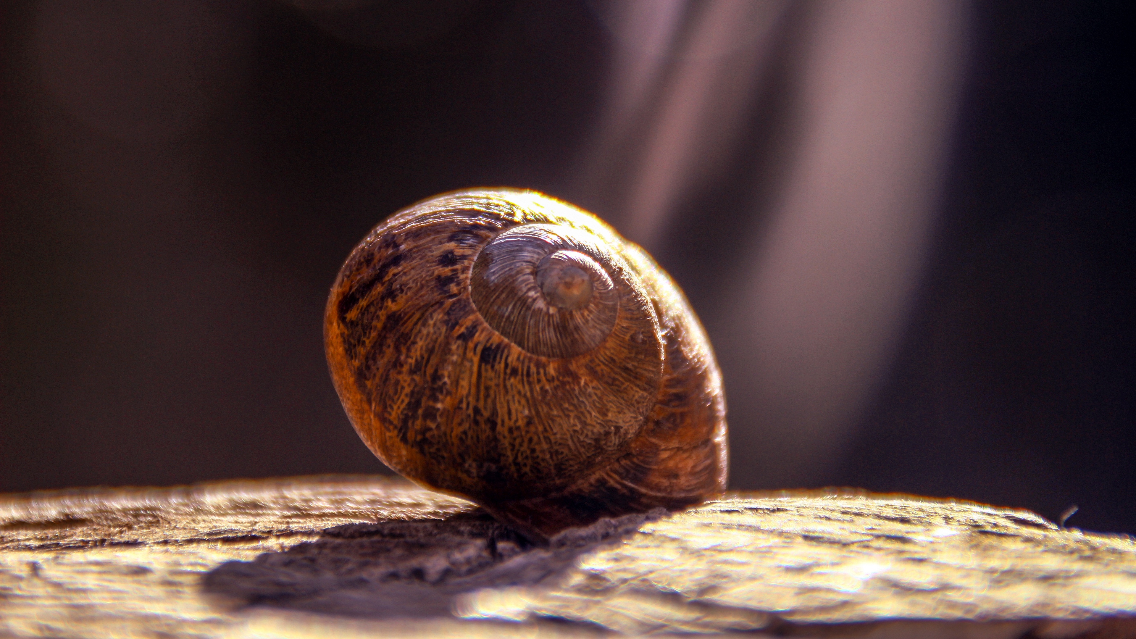 snail shell close up 4k 1542242998