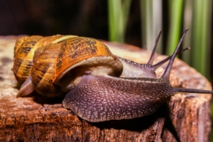 snails large antennae 4k 1542242993