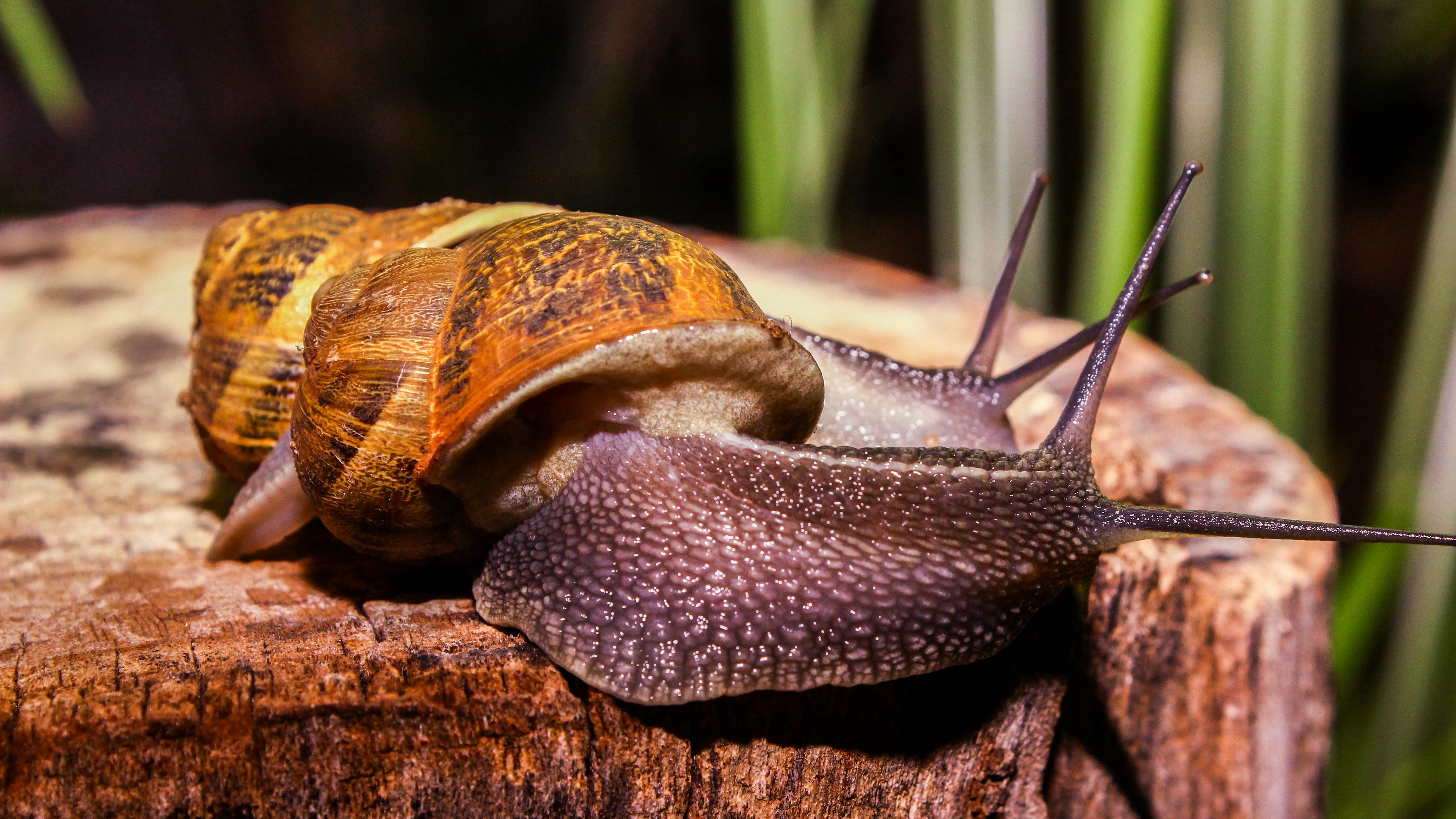 snails large antennae 4k 1542242993