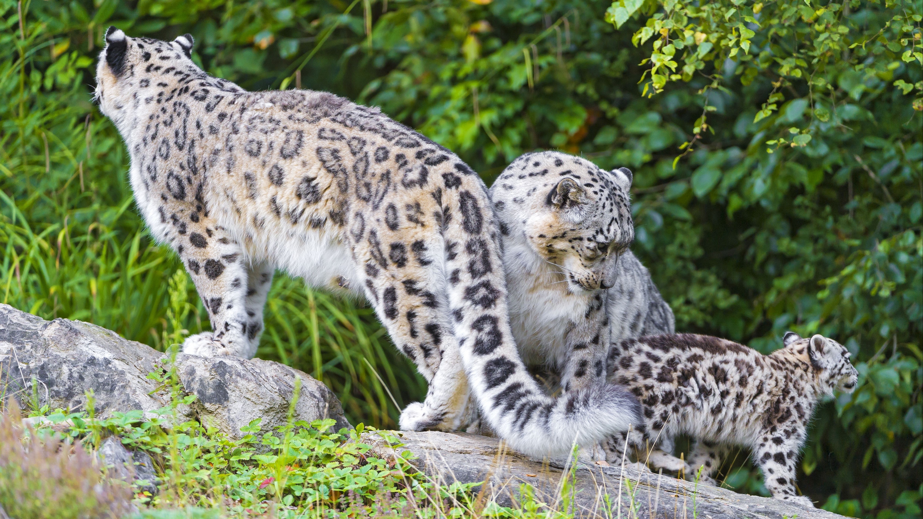 snow leopard little family 4k 1542242550