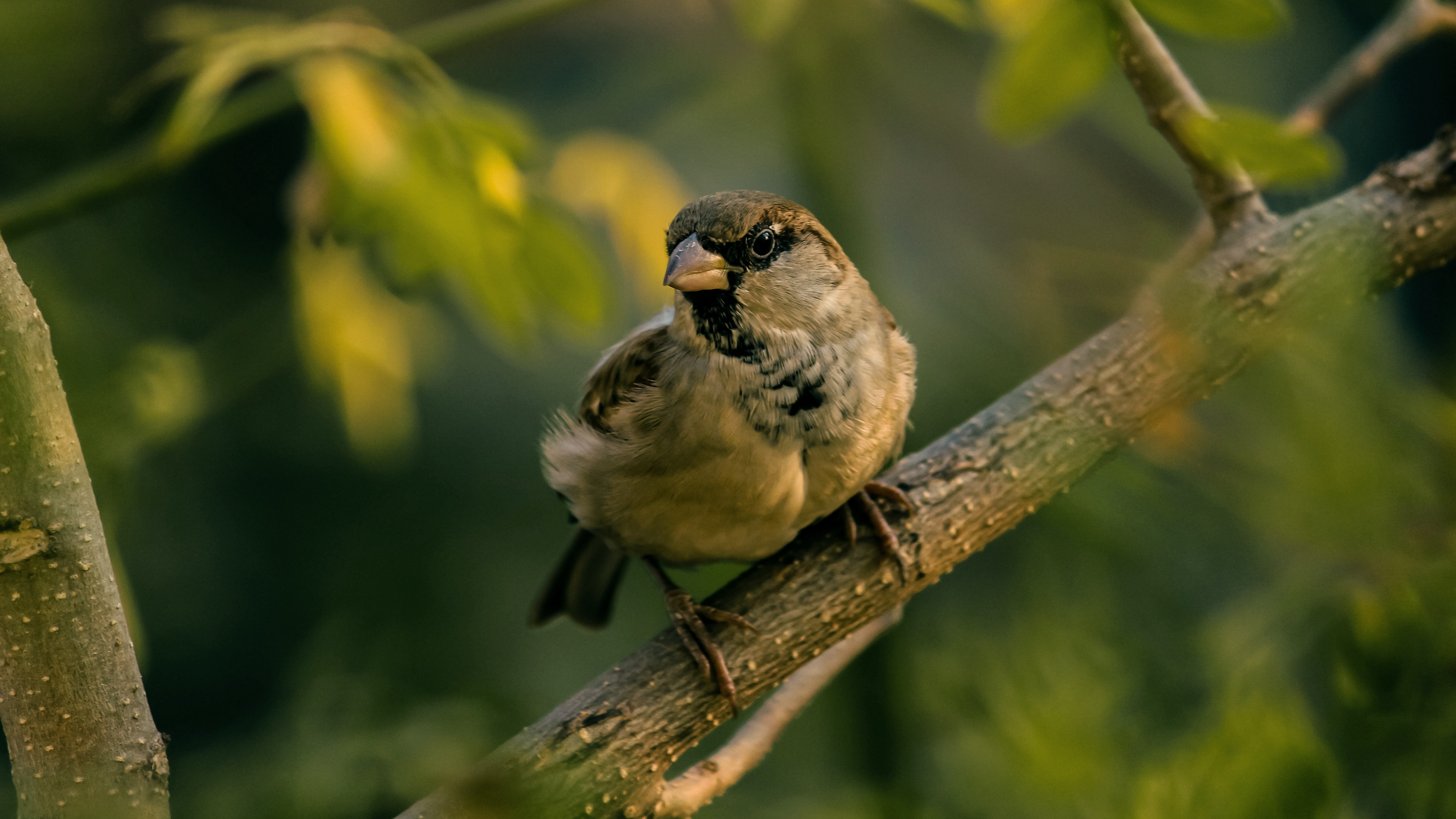 sparrow bird blur 4k 1542243033