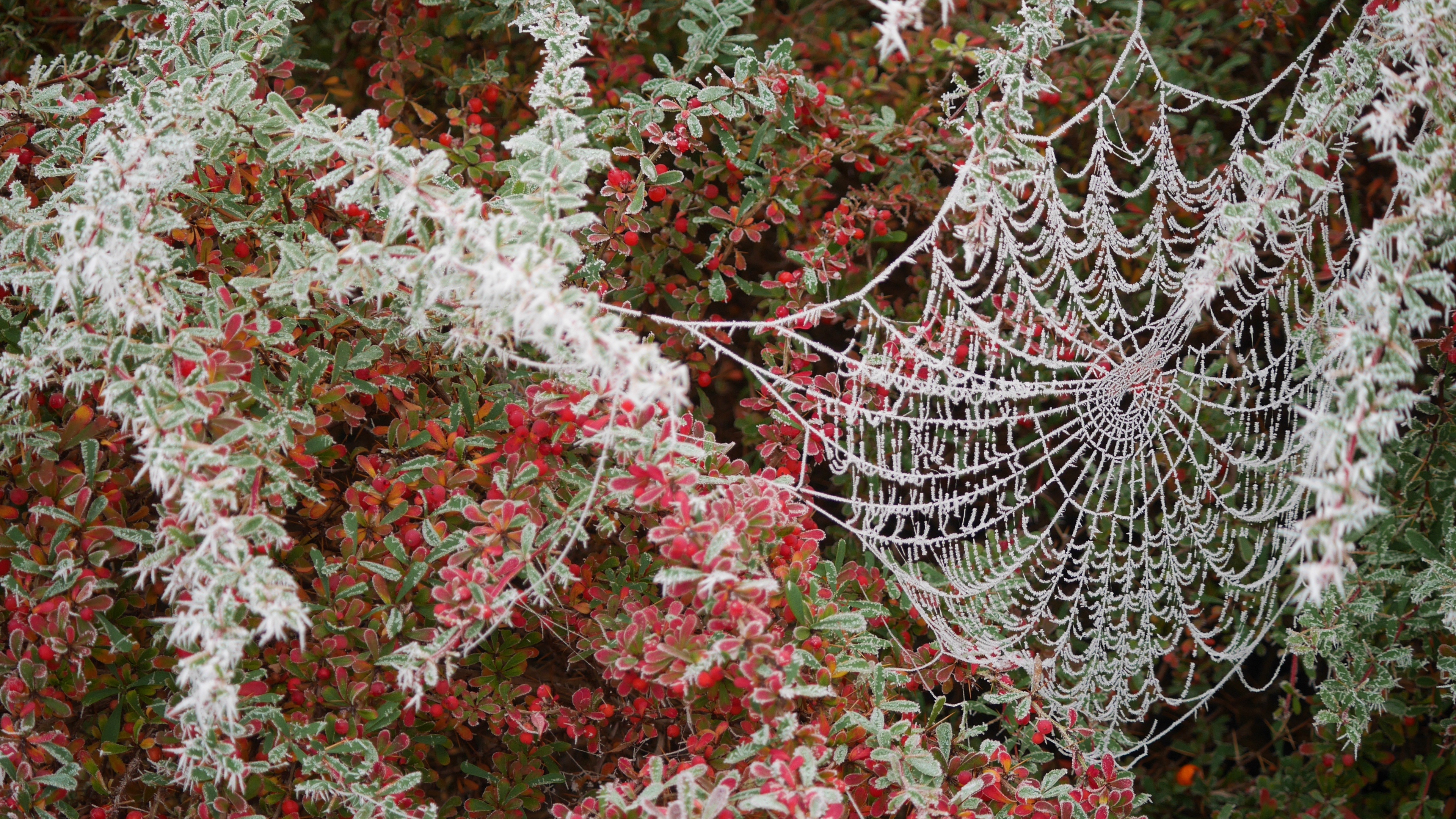 spider web tree branch hoarfrost 4k 1541114834