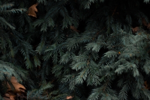 spruce branches needles green 4k 1541116169