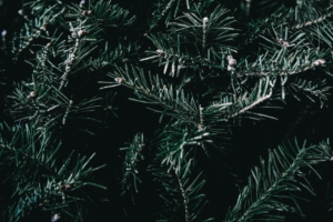 spruce branches spines 4k 1541116607