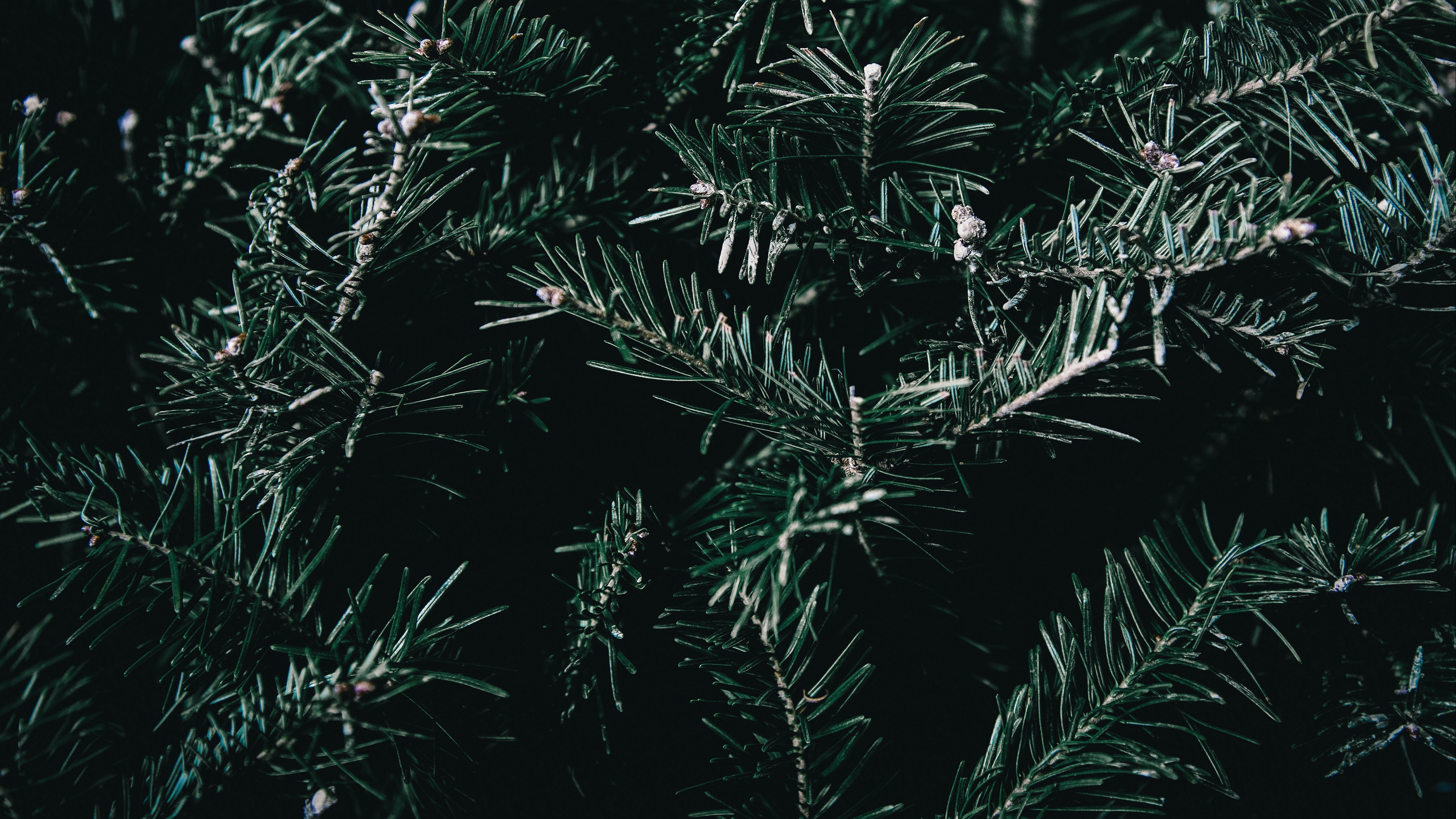 spruce branches spines 4k 1541116607