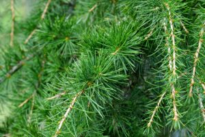 spruce pine branches needles 4k 1541117503