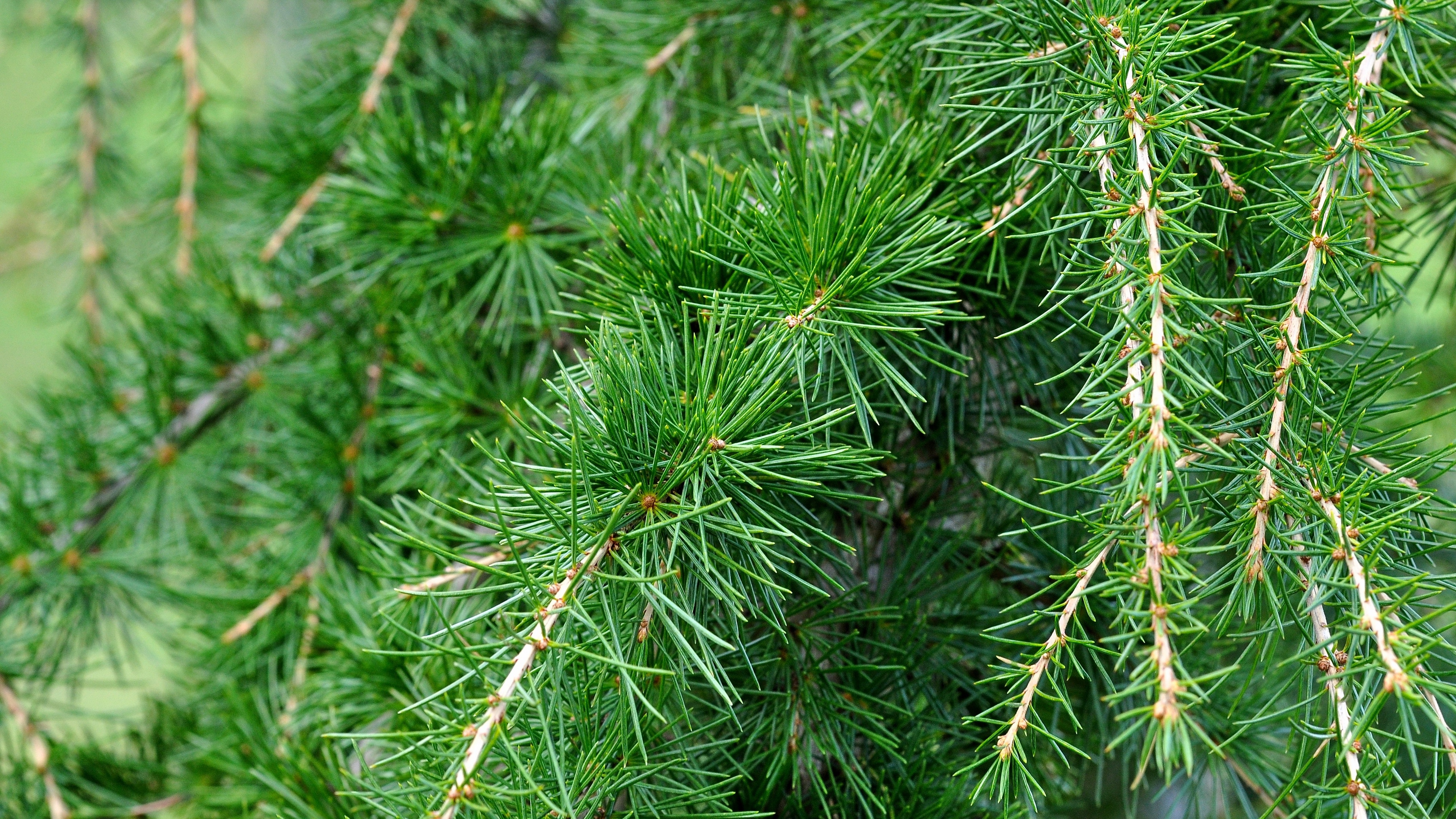 spruce pine branches needles 4k 1541117503