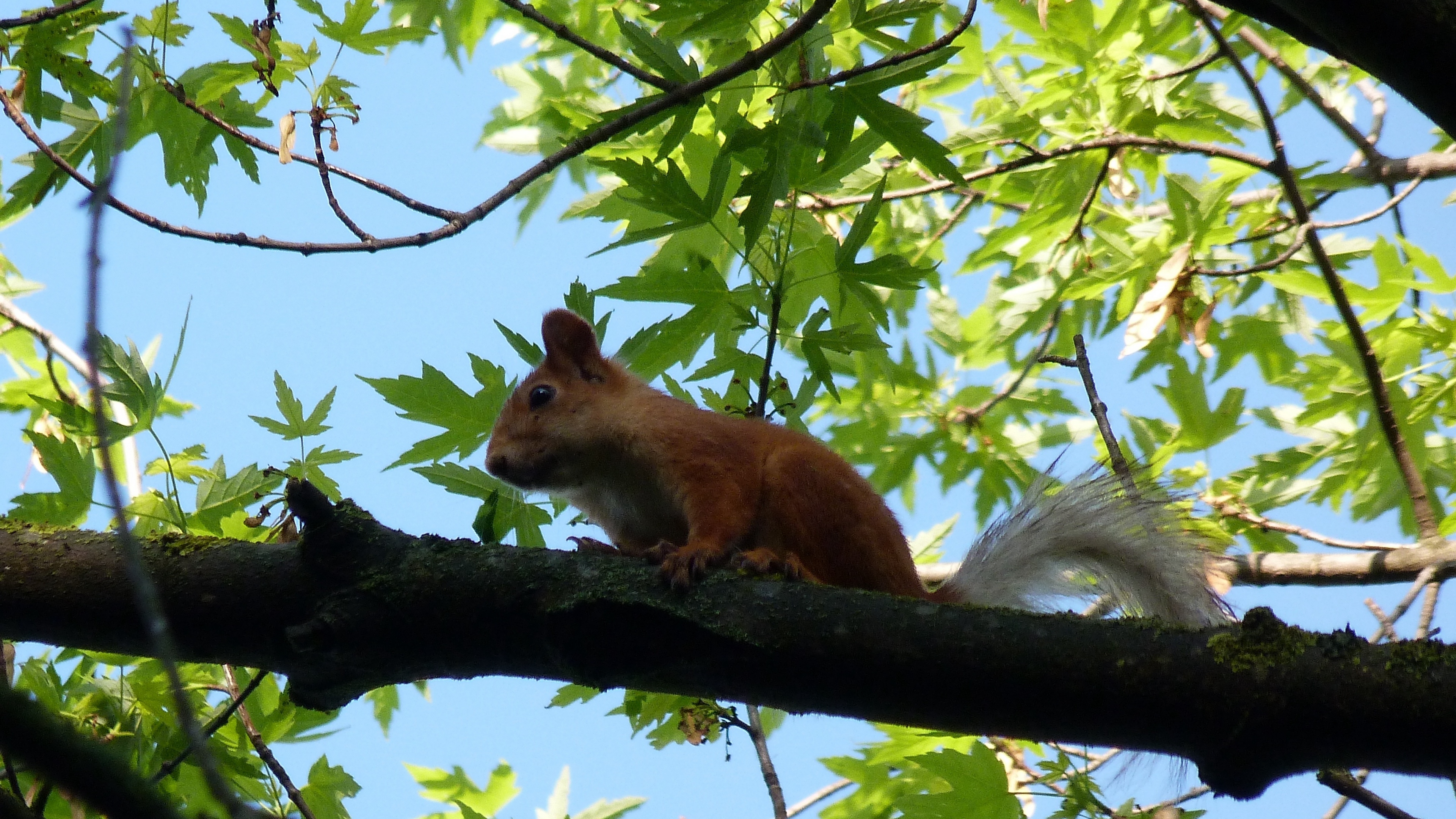 squirrel animal face sitting 4k 1542242695