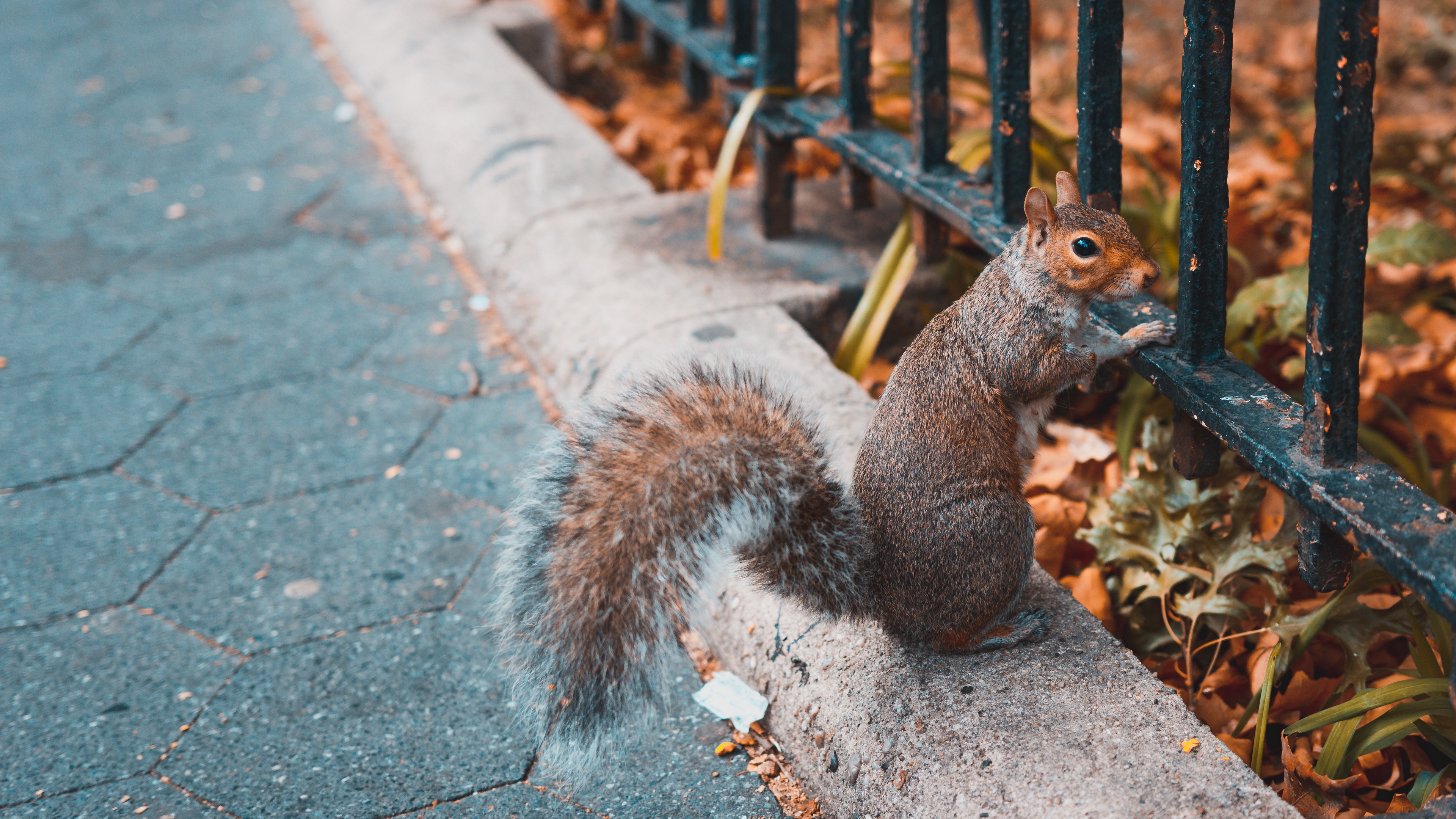 squirrel animal fence stand 4k 1542241753