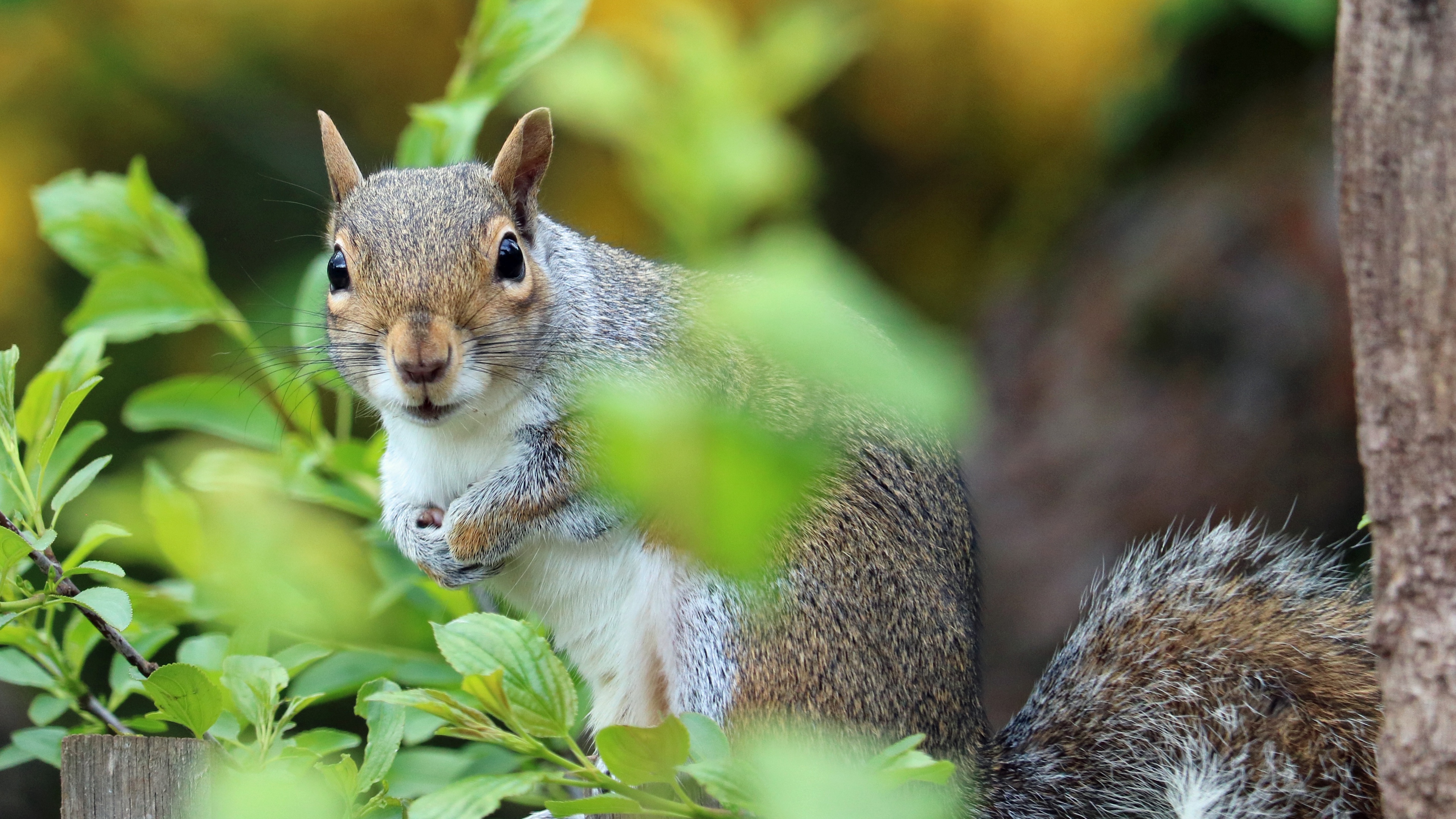 squirrel animal foliage 4k 1542242215